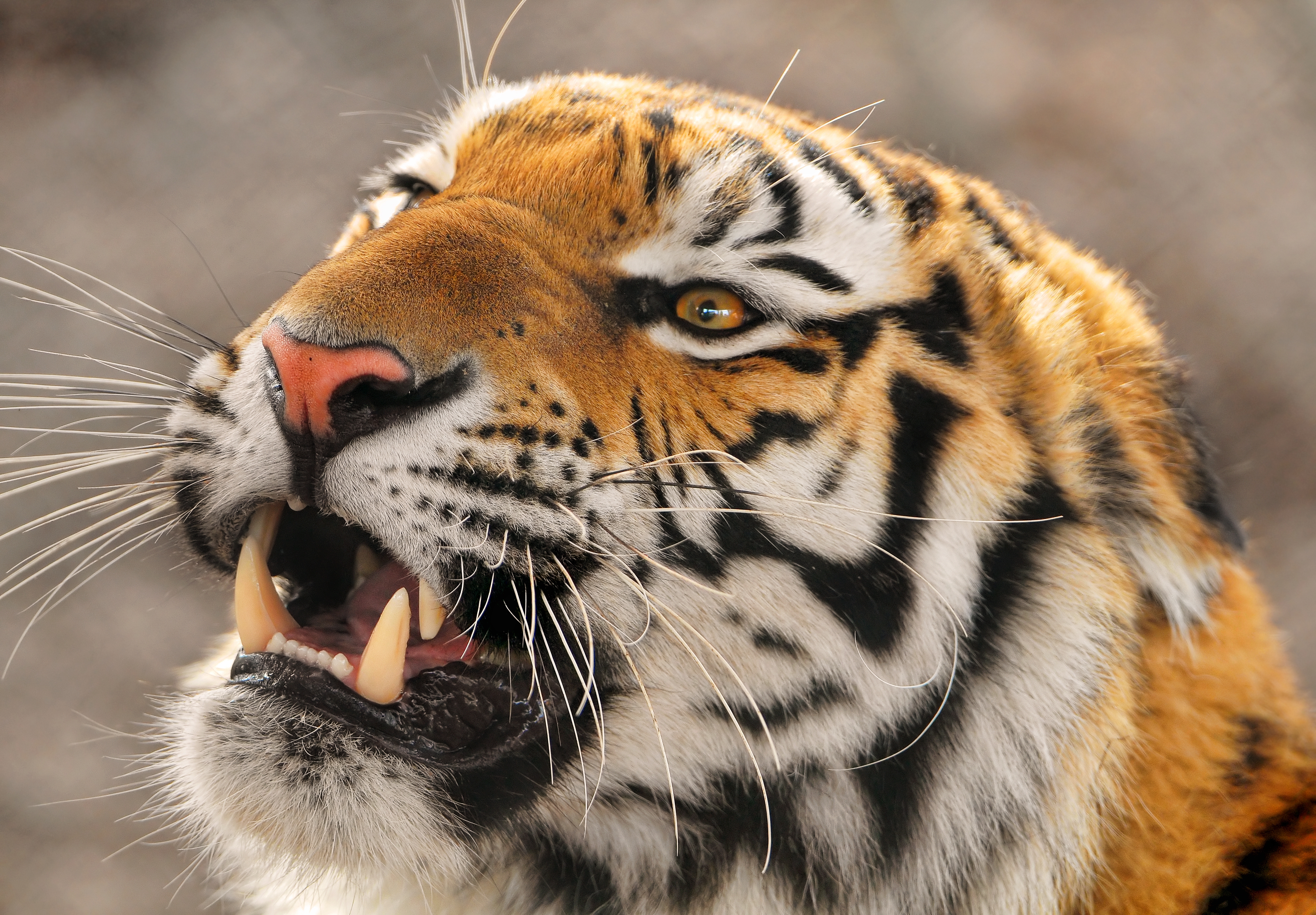 HD wallpaper, Carnivore, Zoo, Siberian Tiger, Young Tigress, Amur Tiger, Predator, Wild Animal, Big Cat