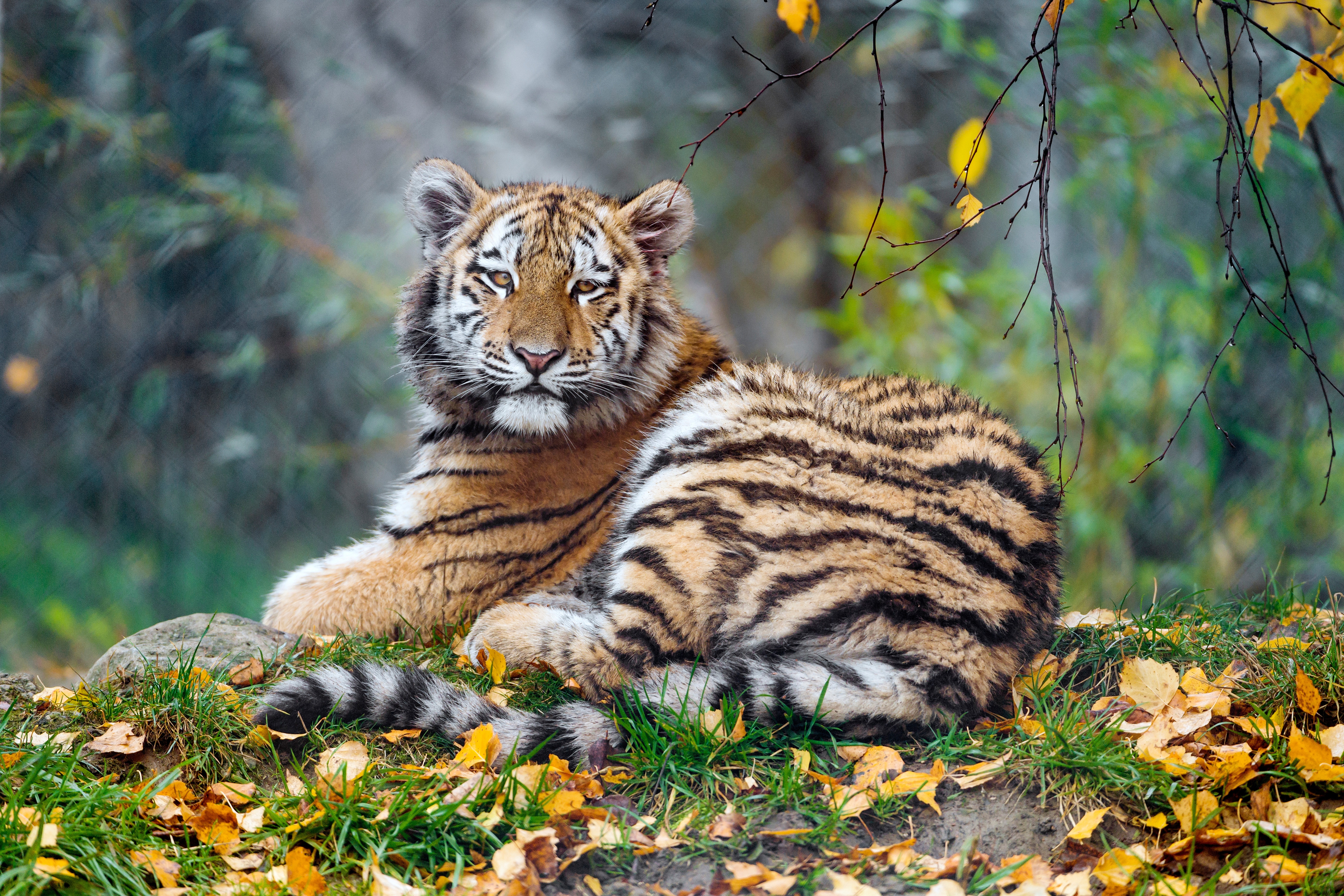 HD wallpaper, Zoo, Carnivore, Young Tigress, Autumn Leaves, Portrait, Big Cat, Siberian Tiger, 5K, Wild Animal, Grass, Predator