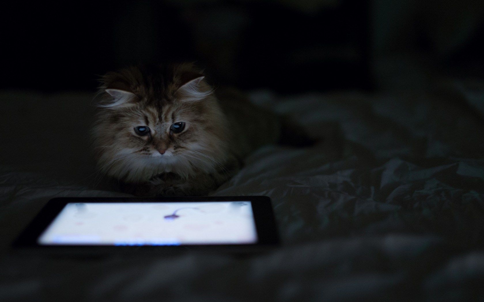 HD wallpaper, Cat, Bed, Tablet