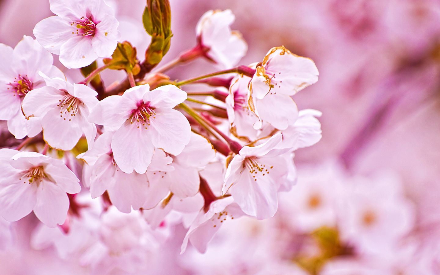 HD wallpaper, Cherry, Blossom