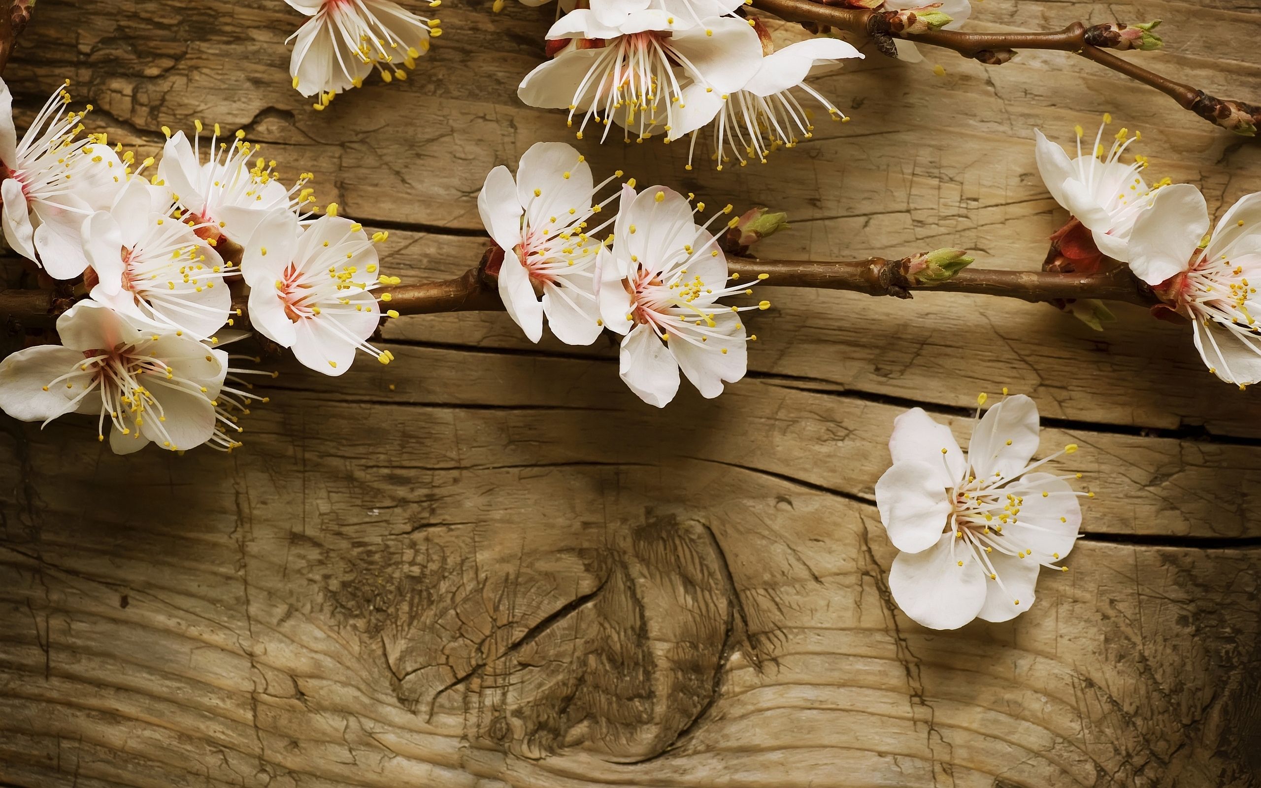 HD wallpaper, Blossom, Wood, Cherry