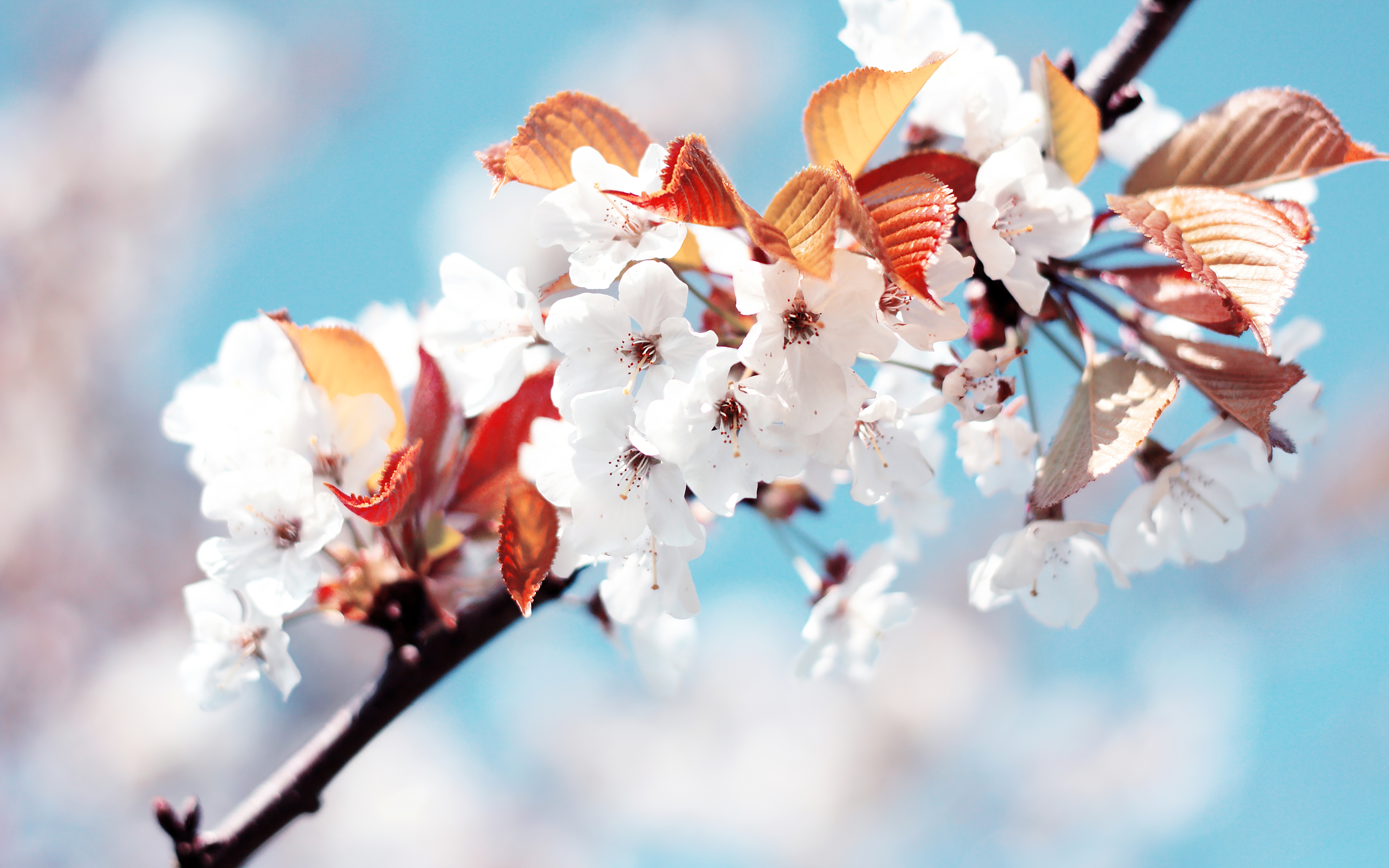 HD wallpaper, Spring, France, Cherry Flowers, White Flowers, Cherry Blossom
