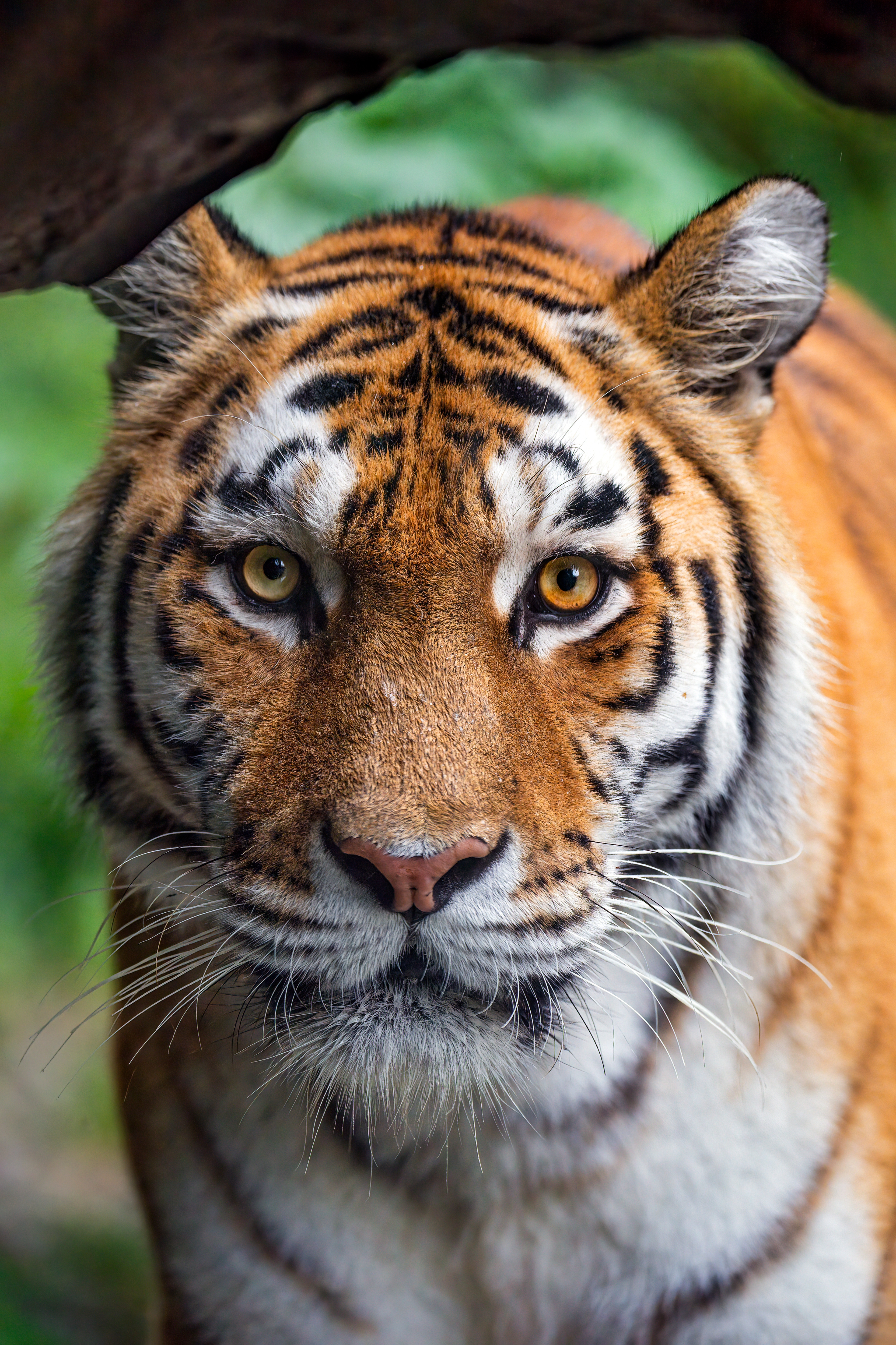 HD wallpaper, Amur Tiger, Siberian Tiger, Closeup