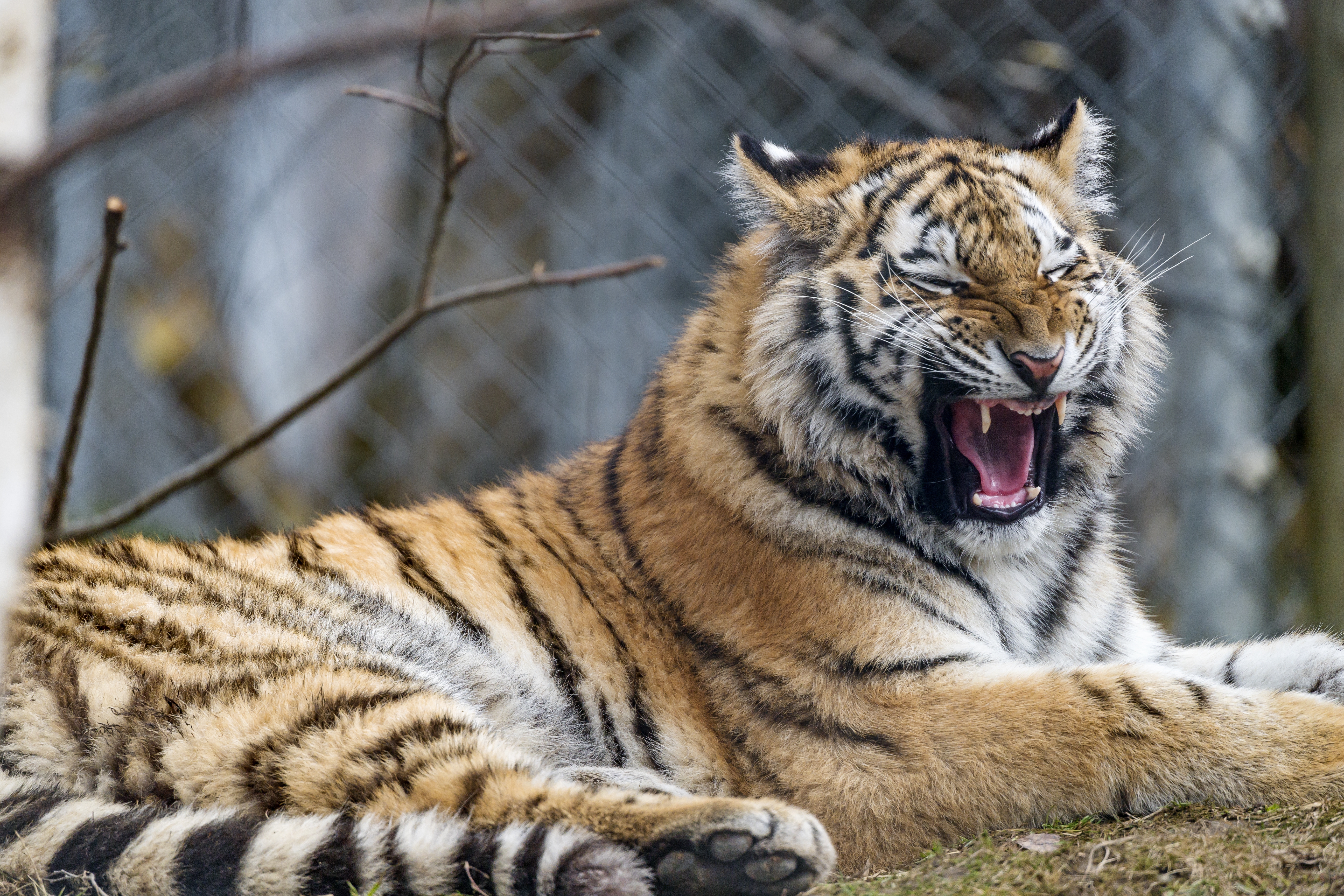 HD wallpaper, Wild Animal, Zoo, Big Cat, Siberian Tiger, Young Tigress, Carnivore, 5K, Predator, Closeup, Yawning