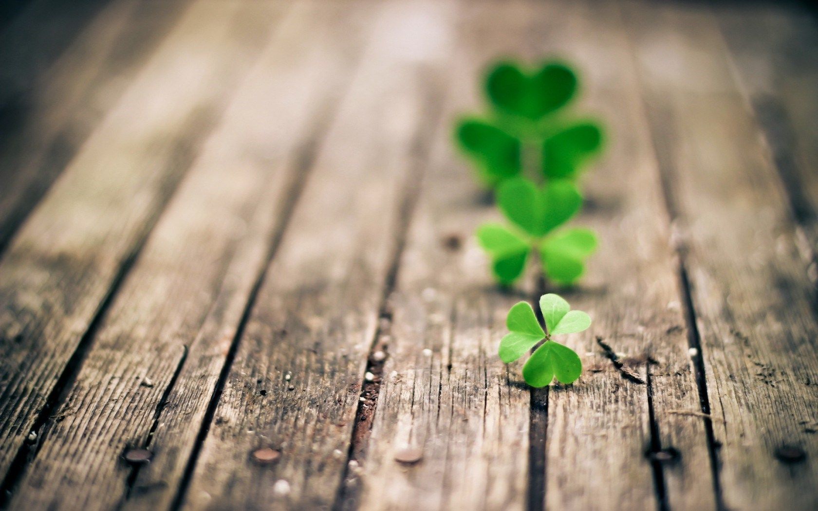 HD wallpaper, Pictures, Clover