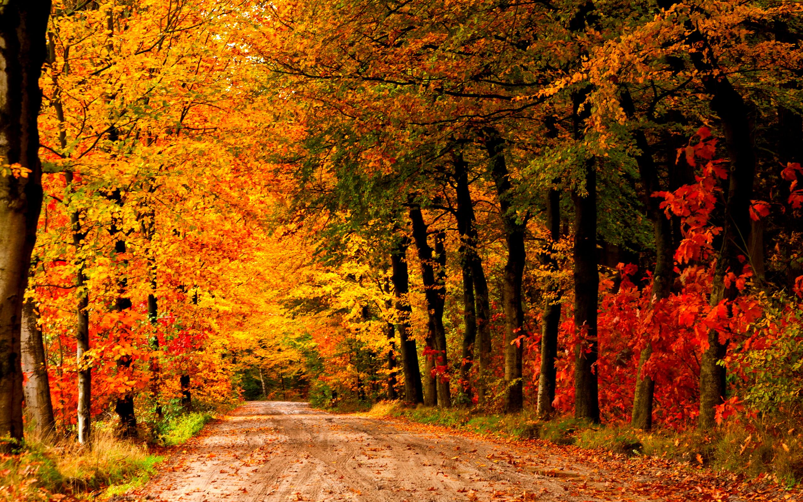HD wallpaper, Country, Road, Autumn