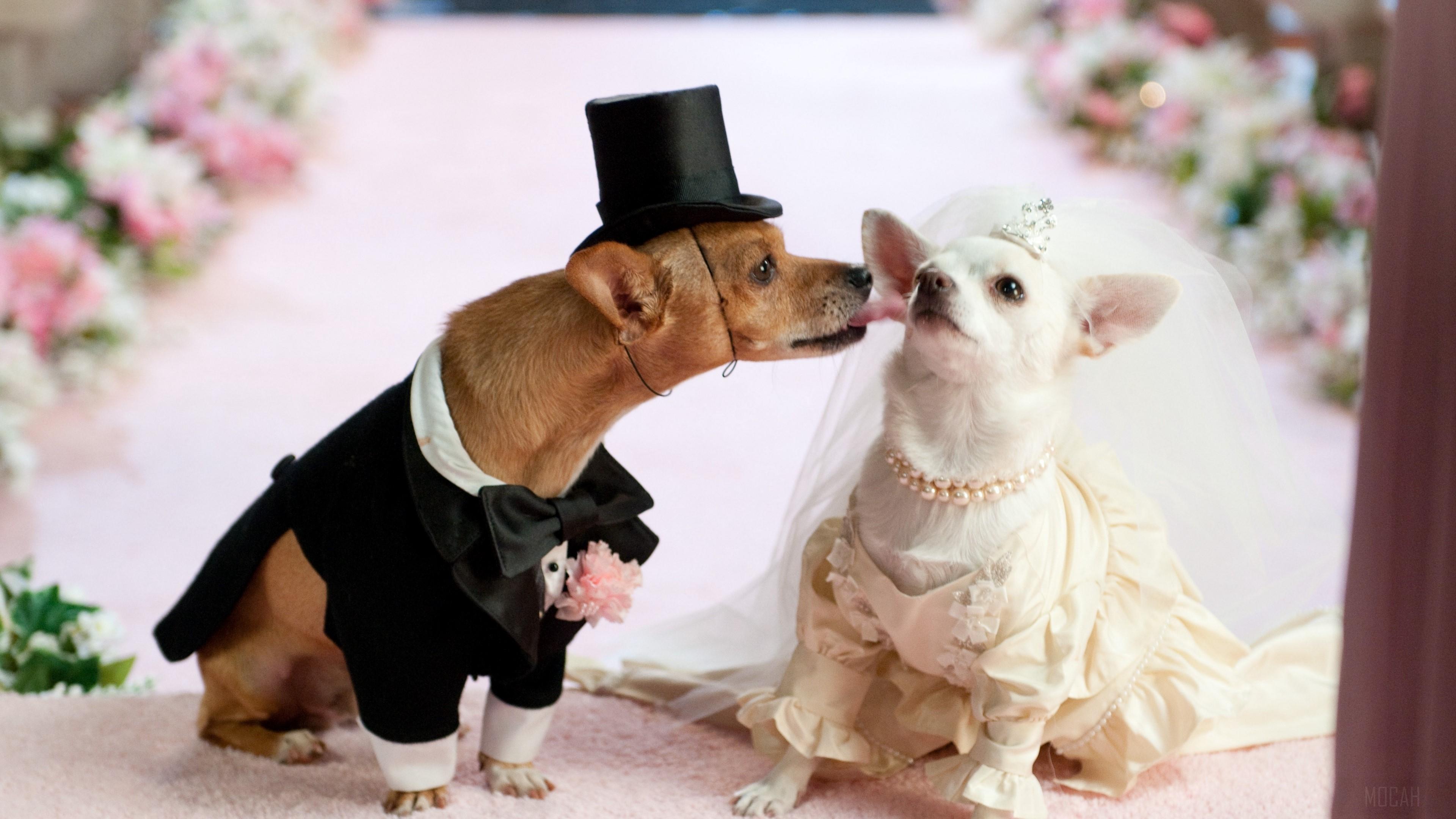 HD wallpaper, Wedding, Dog, Dress 4K, Couple