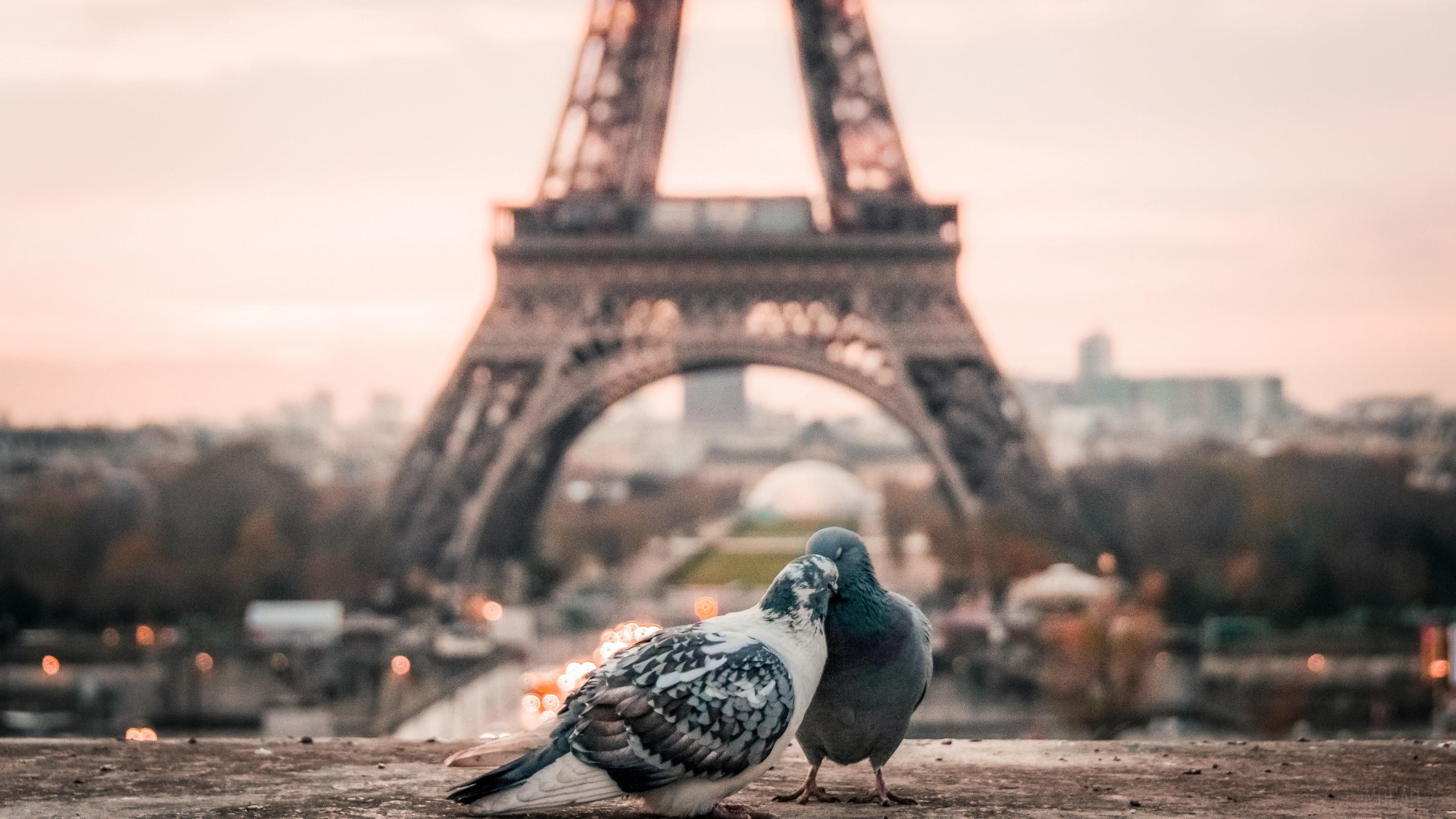 HD wallpaper, Eiffel Tower, Paris, Pigeon 4K, Depth Of Field, Couple, Bird