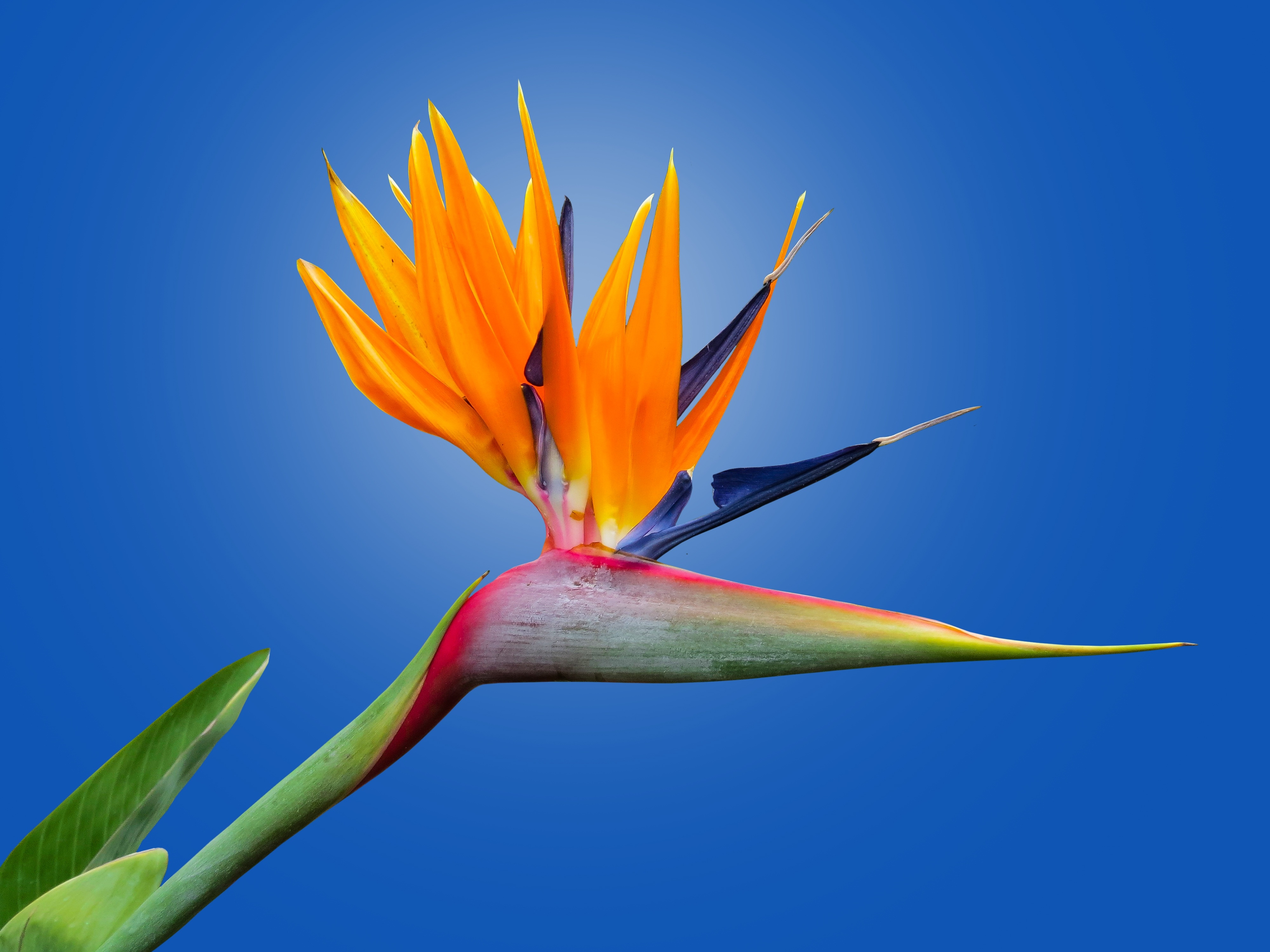 HD wallpaper, Crane Flower, Beautiful, Orange Flower, Blue Background, Bird Of Paradise Flower, Strelitzia, Petals