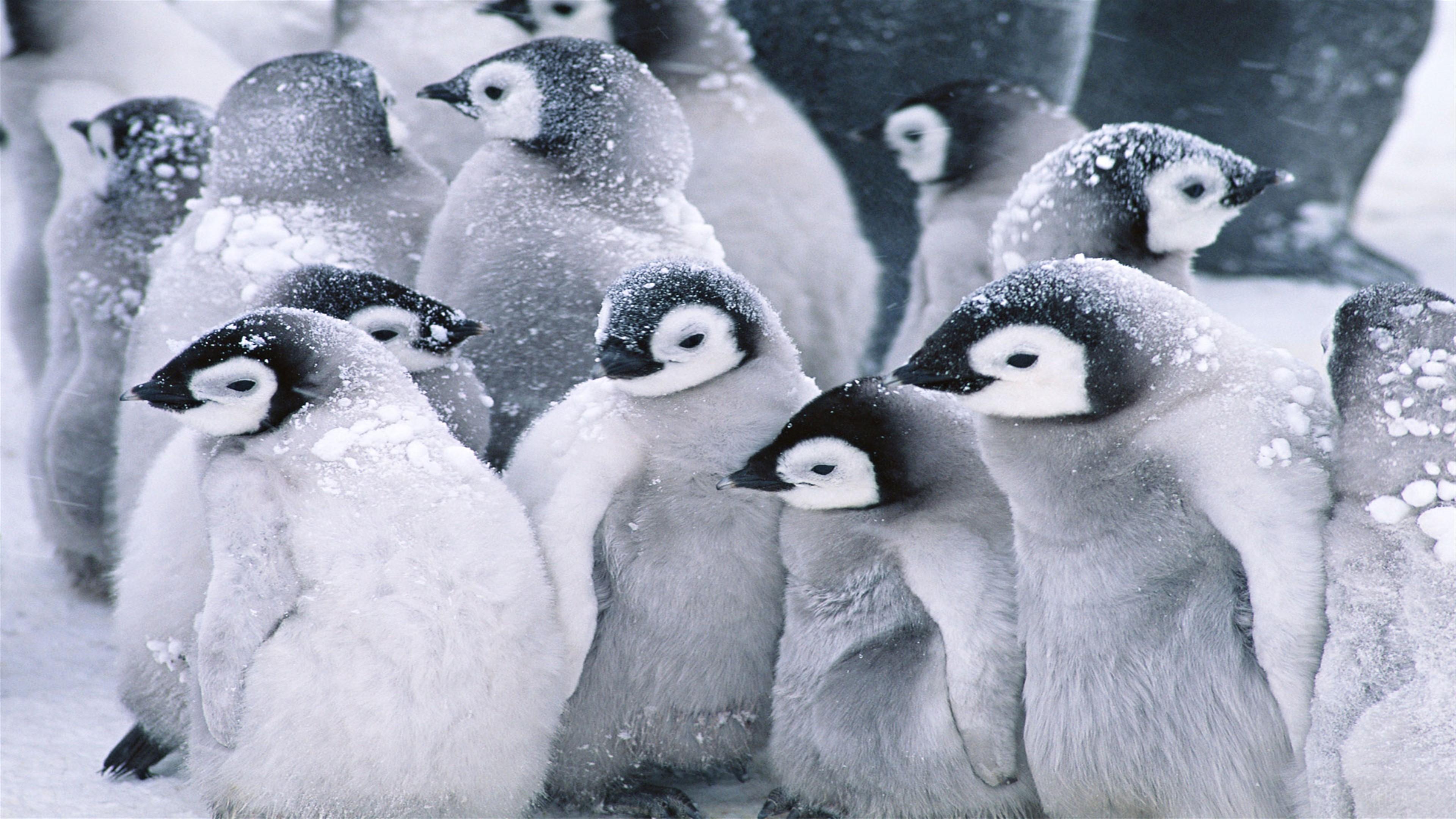 HD wallpaper, Cute Arctic Penguins 4K