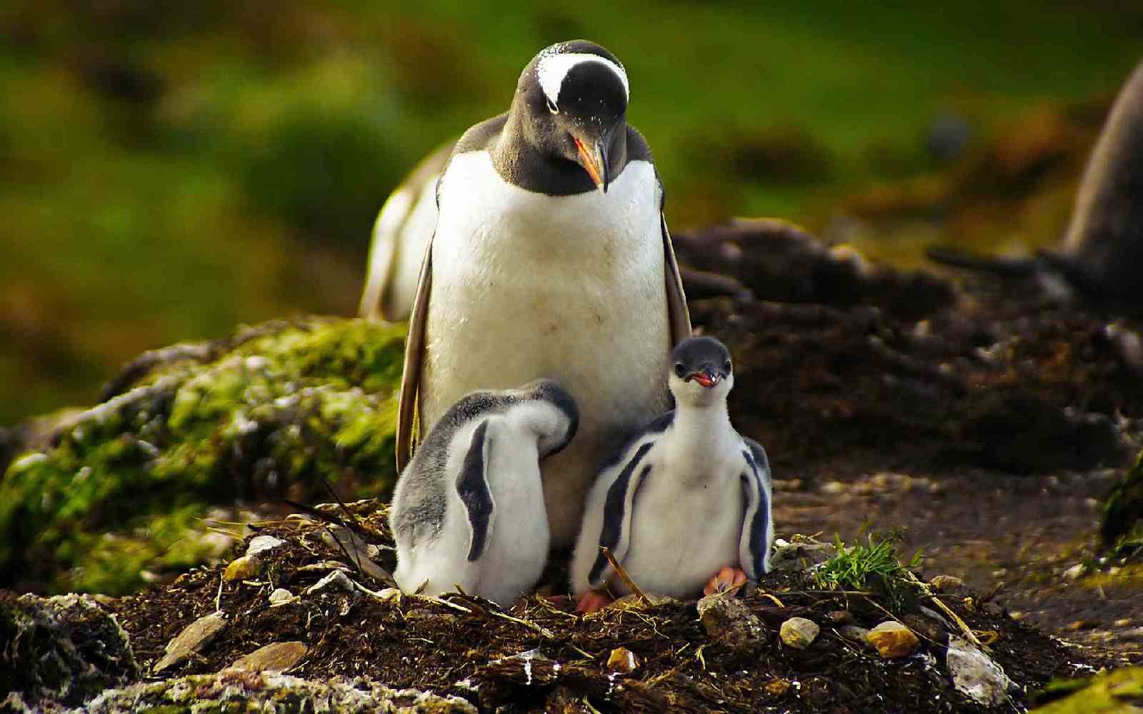 HD wallpaper, Baby, Cute, Penguins