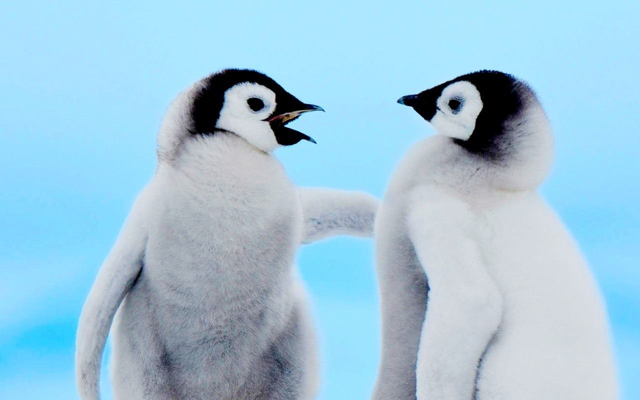 HD wallpaper, Baby, Cute, Penguins
