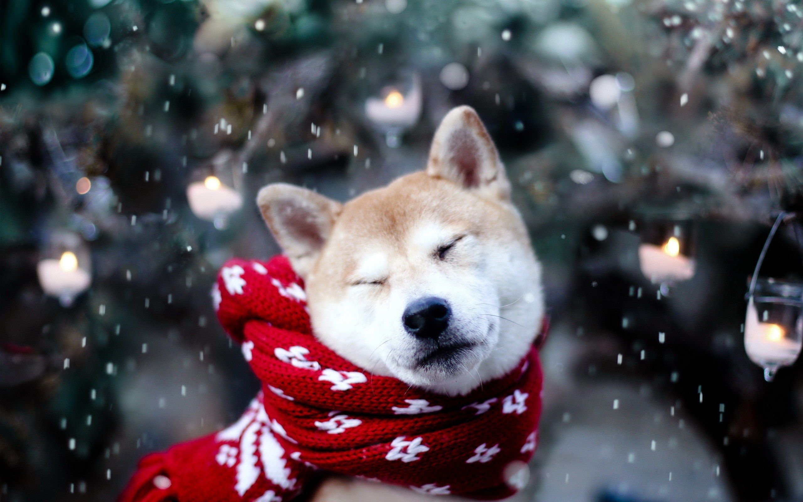 HD wallpaper, Cute, Nature, Photo, Snow, Winter, Dog, Snowflakes