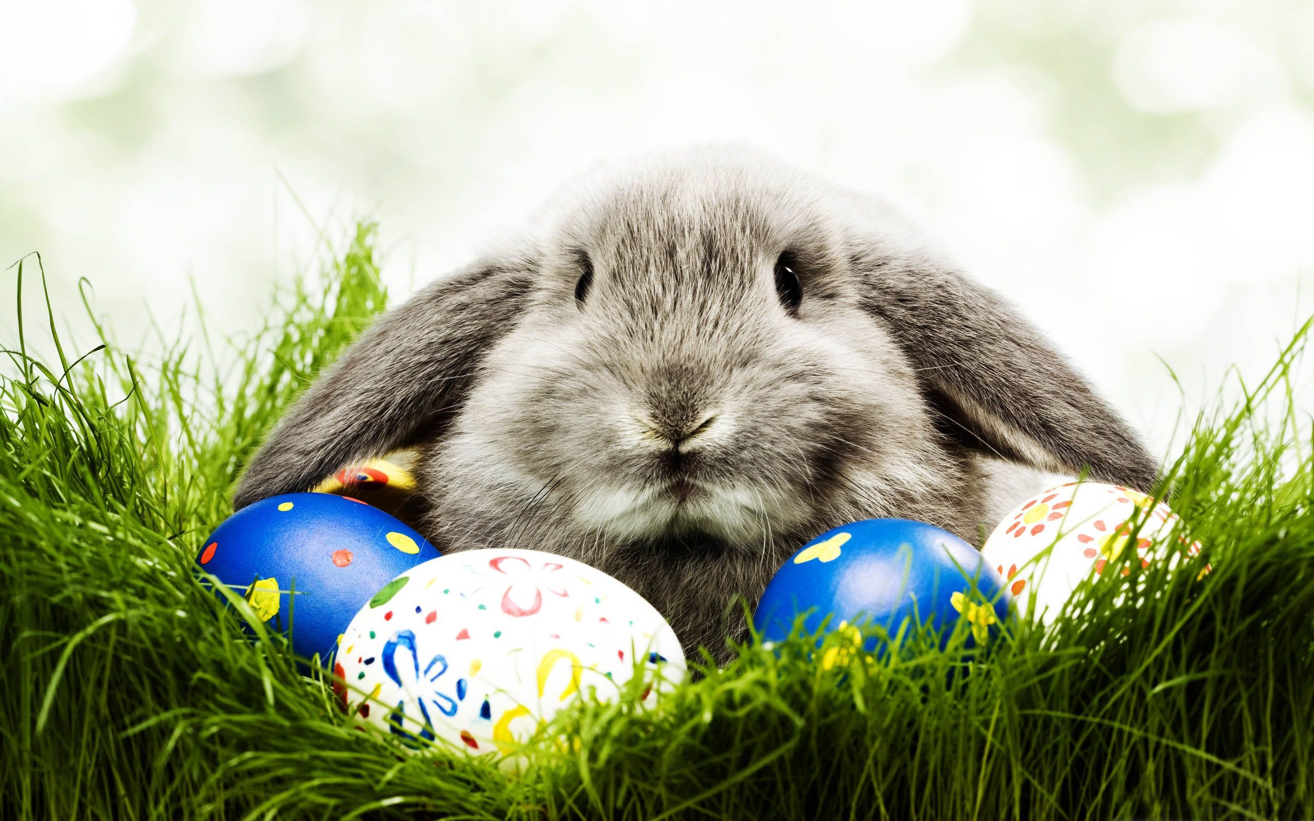 HD wallpaper, Bunny, Easter, Cute