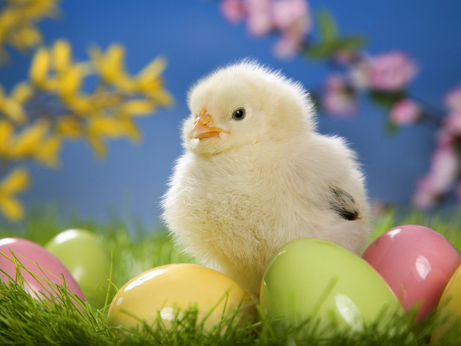 HD wallpaper, Cute, Pictures, Easter