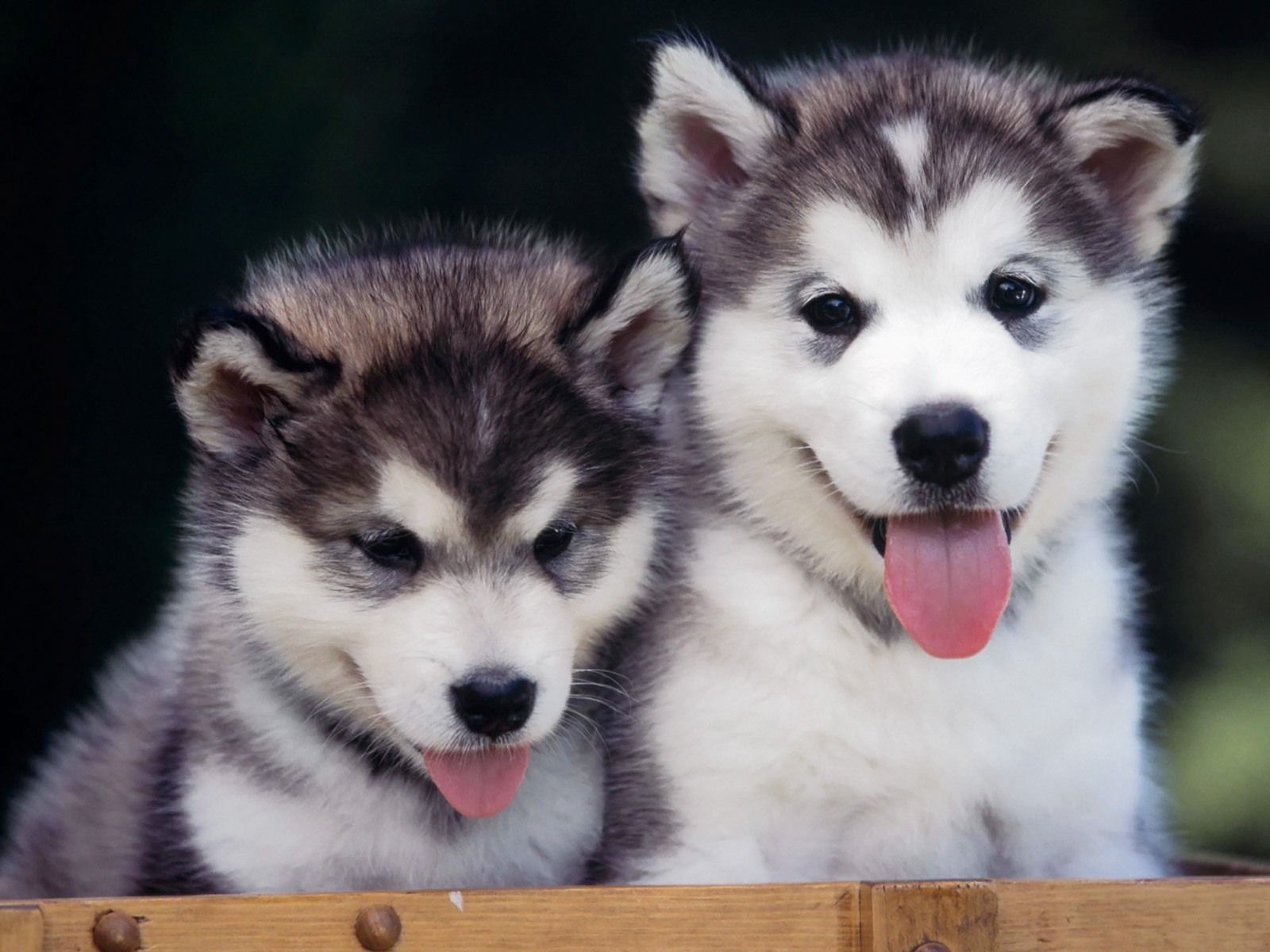 HD wallpaper, Puppies, Husky, Cute, Siberian