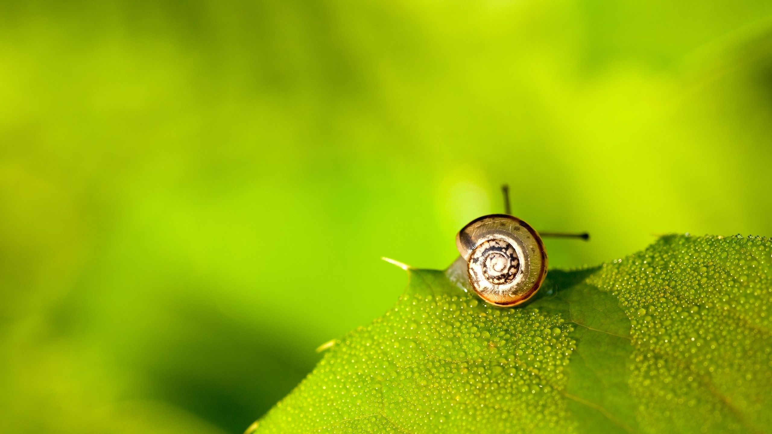 HD wallpaper, Cute, Pictures, Snail