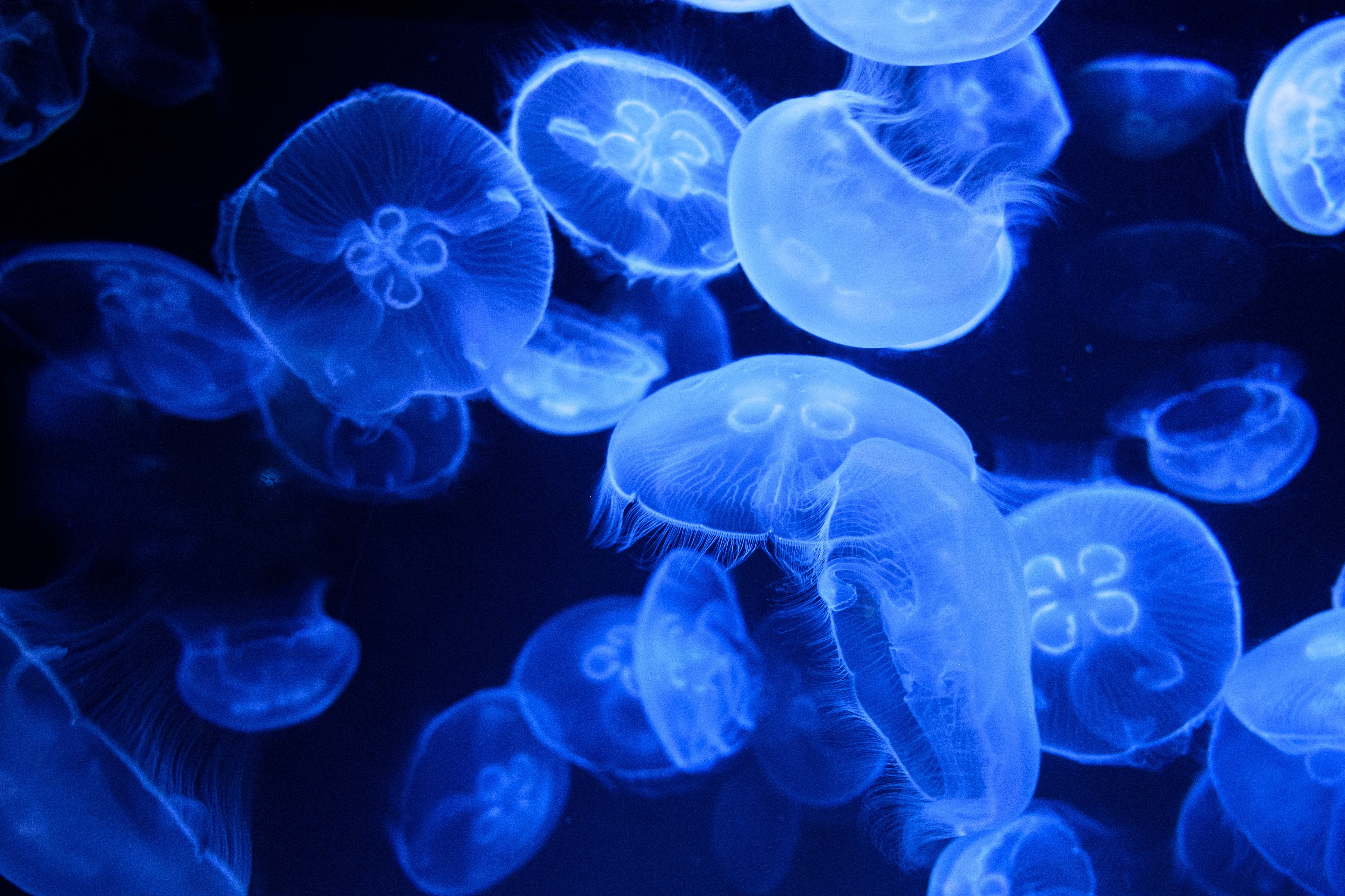 HD wallpaper, Blue Jellyfish, Aquarium, Transparent, Marine Life, Underwater, Dark Background, Bioluminescence, 5K, Glowing