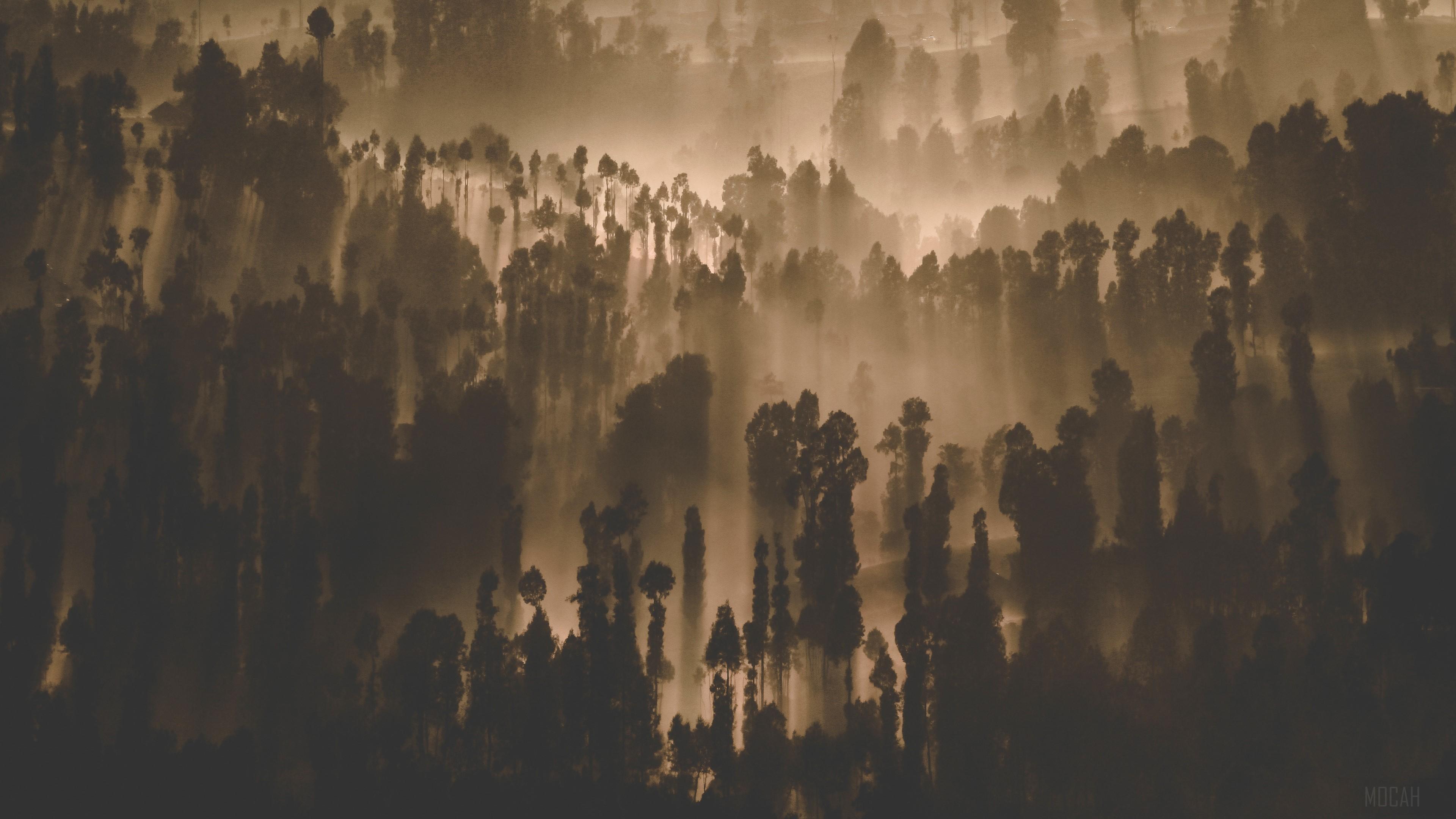 HD wallpaper, Dark Forest Trees Nature Scenery 4K