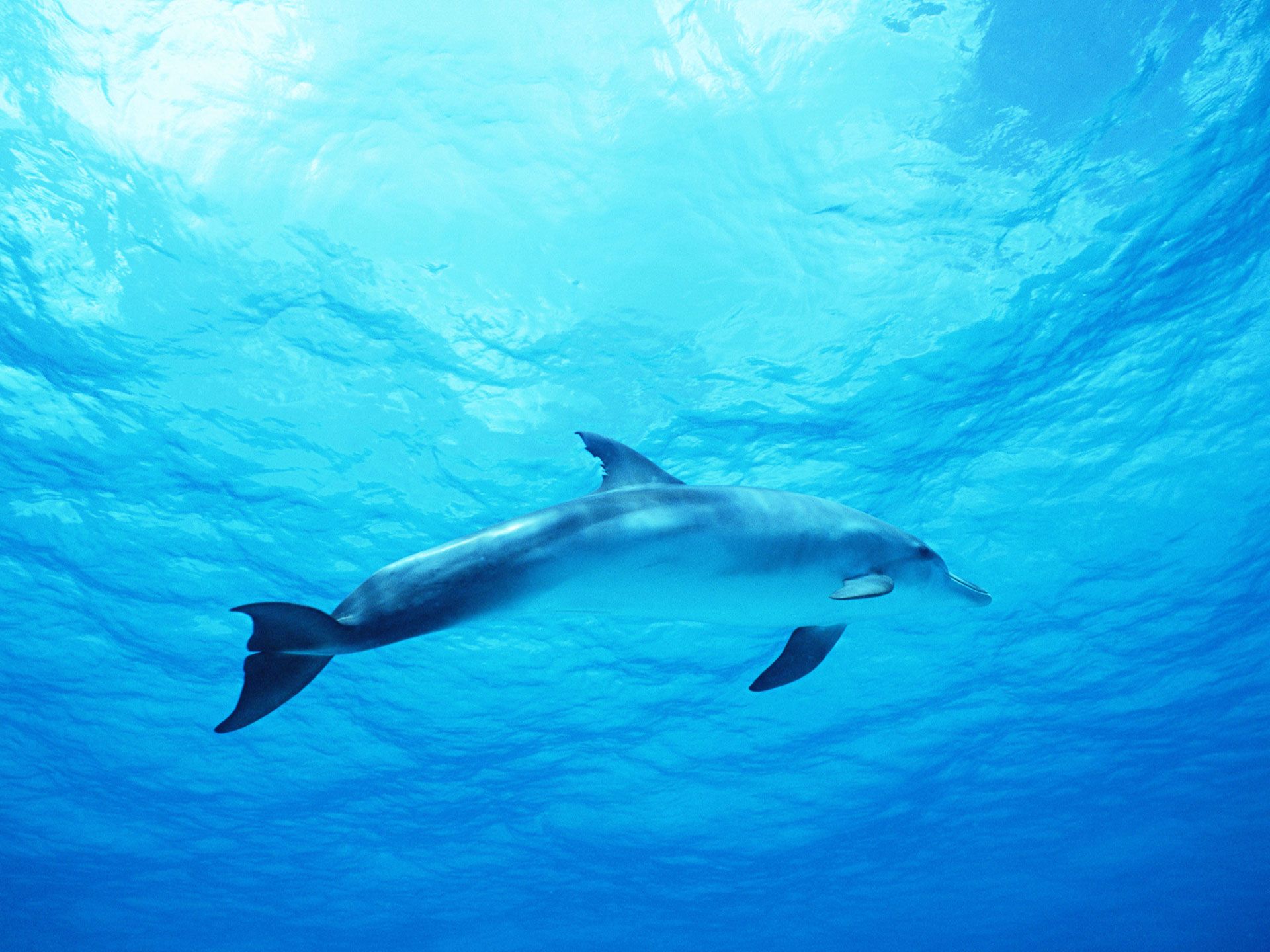 HD wallpaper, Dolphin, Deep, Sea, Blue