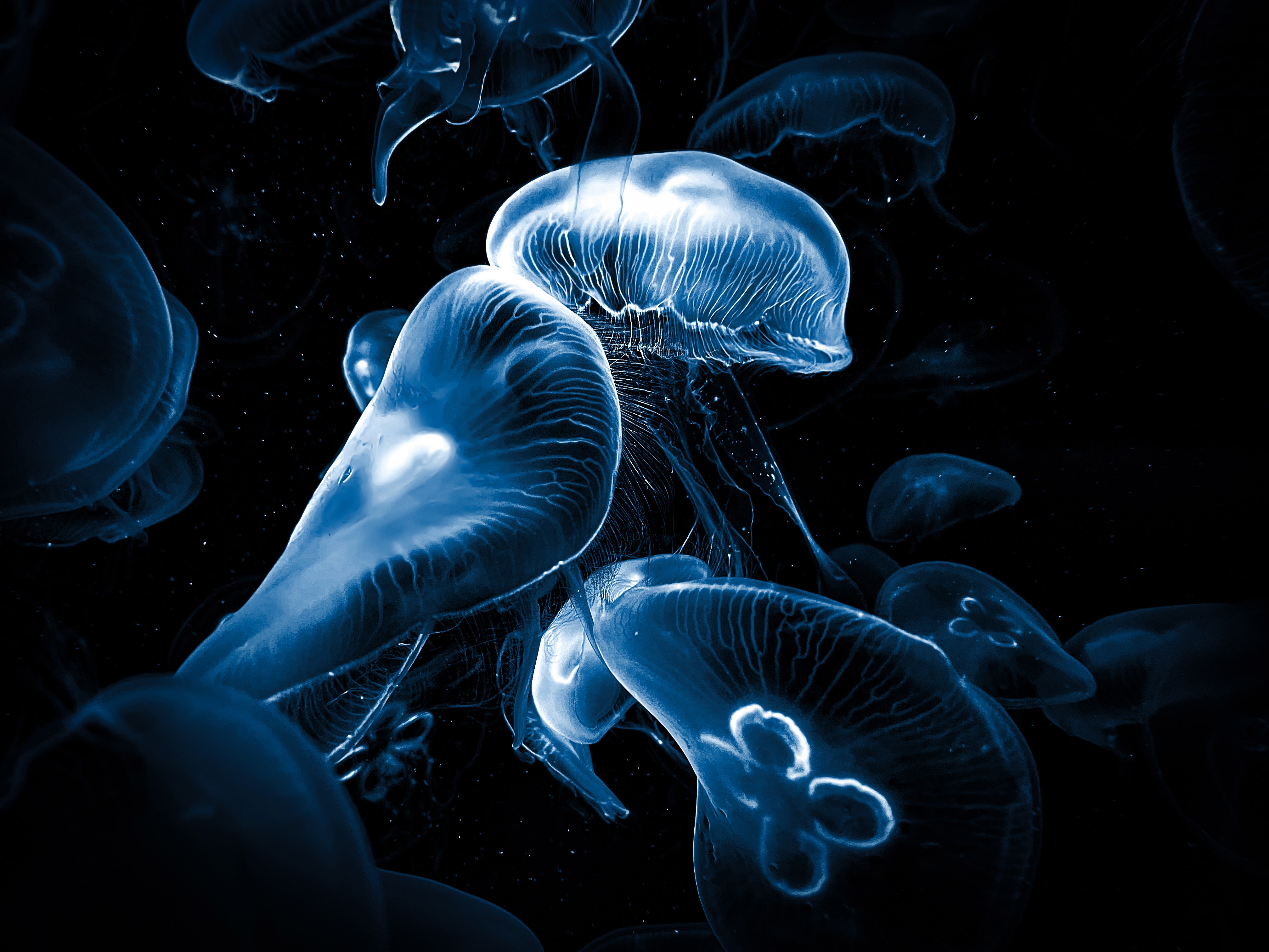 HD wallpaper, Dark Background, Underwater, Deep Sea, Jellyfishes, Amoled