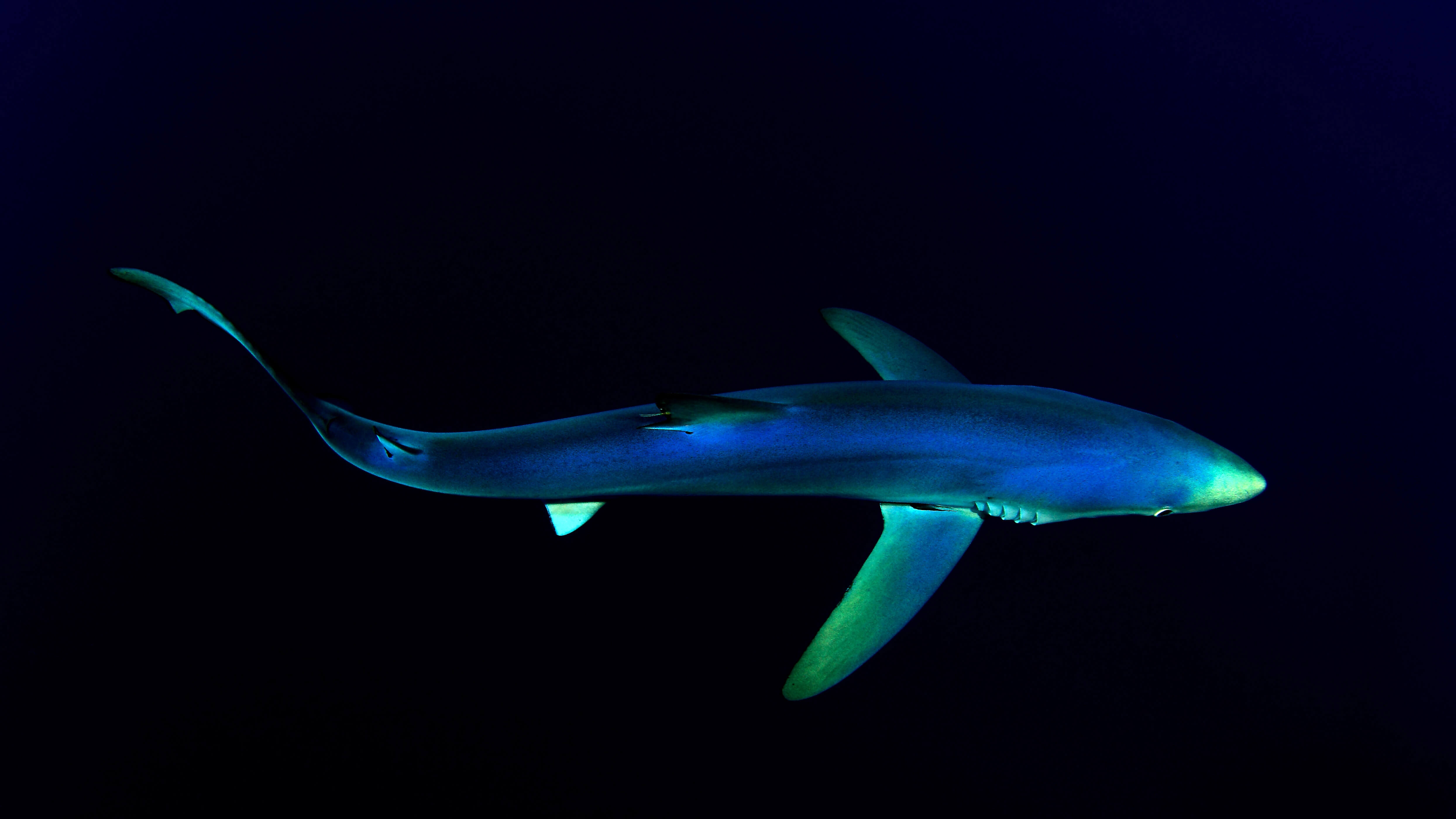HD wallpaper, Blue Shark, Underwater, Deep Sea, Dark Background, 5K, Atlantic Ocean