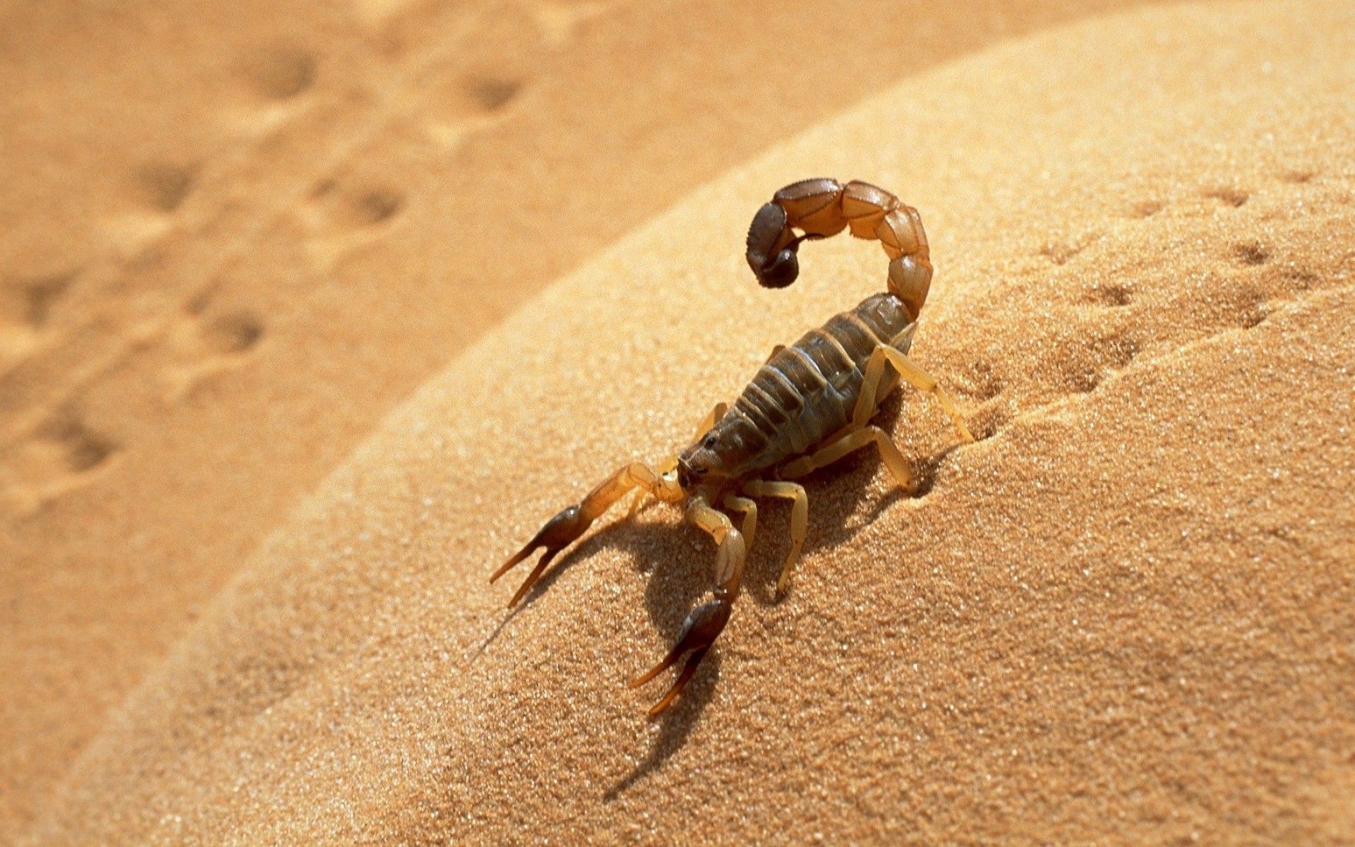 HD wallpaper, Scorpion, Desert