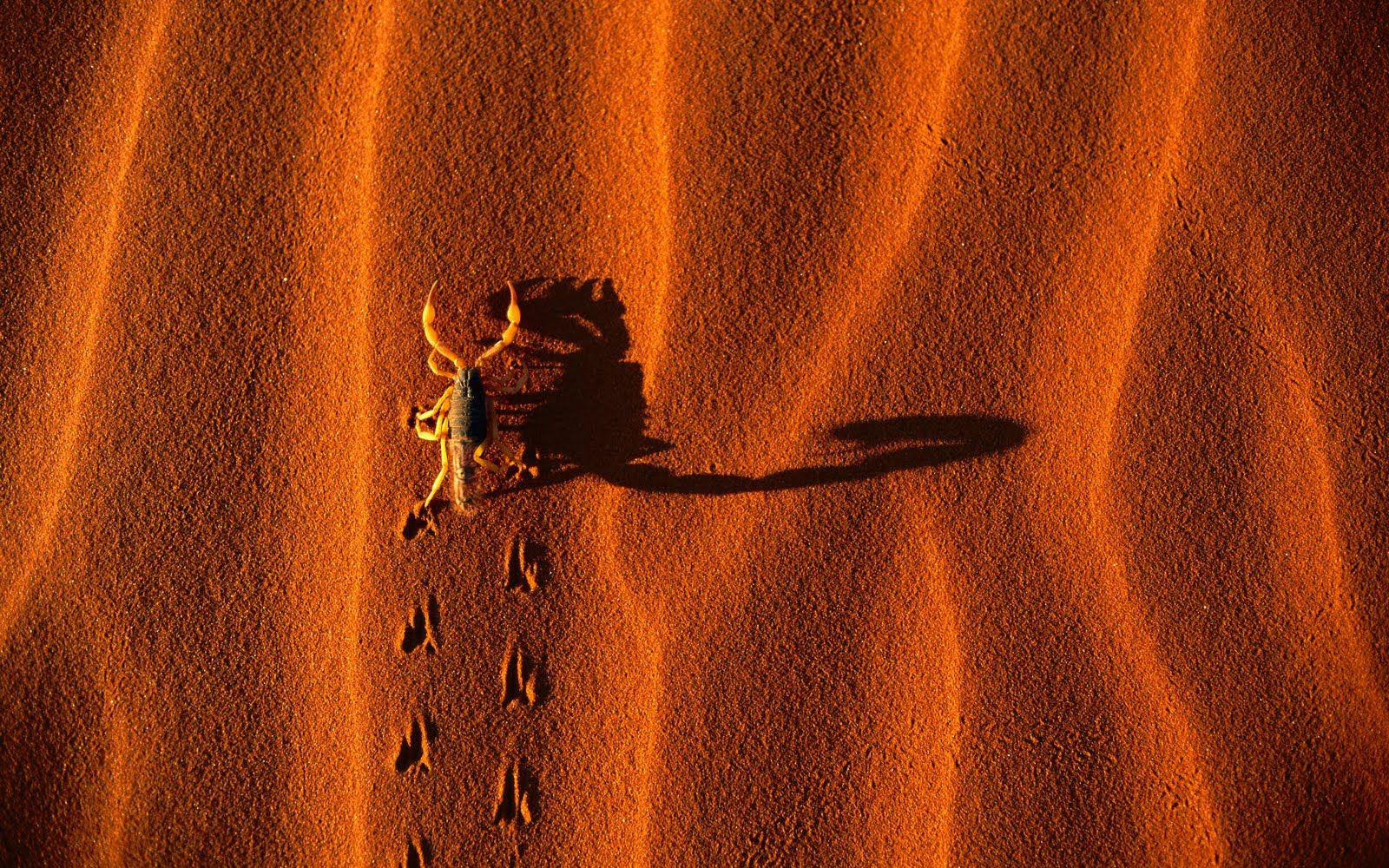 HD wallpaper, Wallpaper, Scorpion, Desert