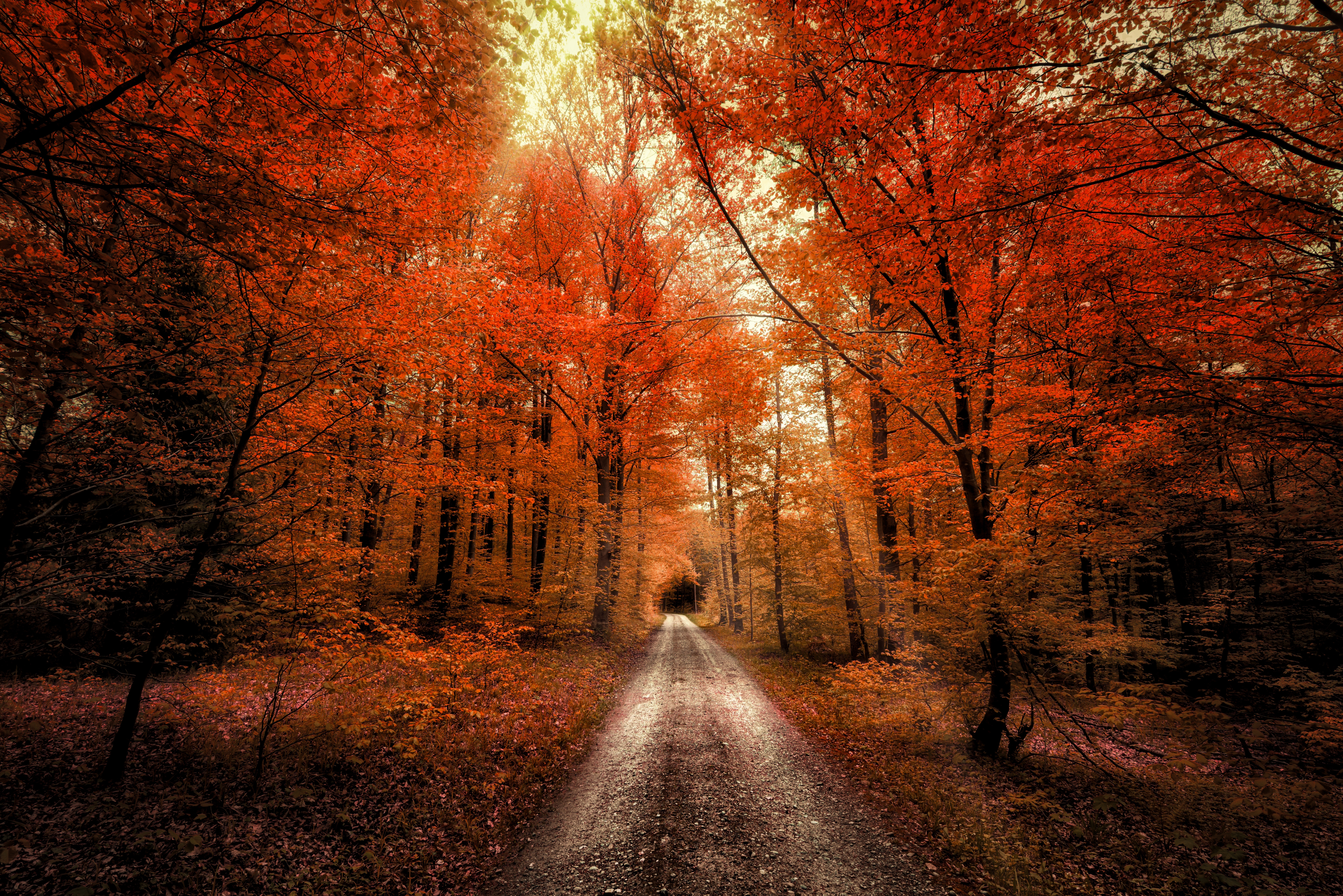 HD wallpaper, Autumn Forest, Scenery, Dirt Road, Landscape, Seasons, 5K, Passage