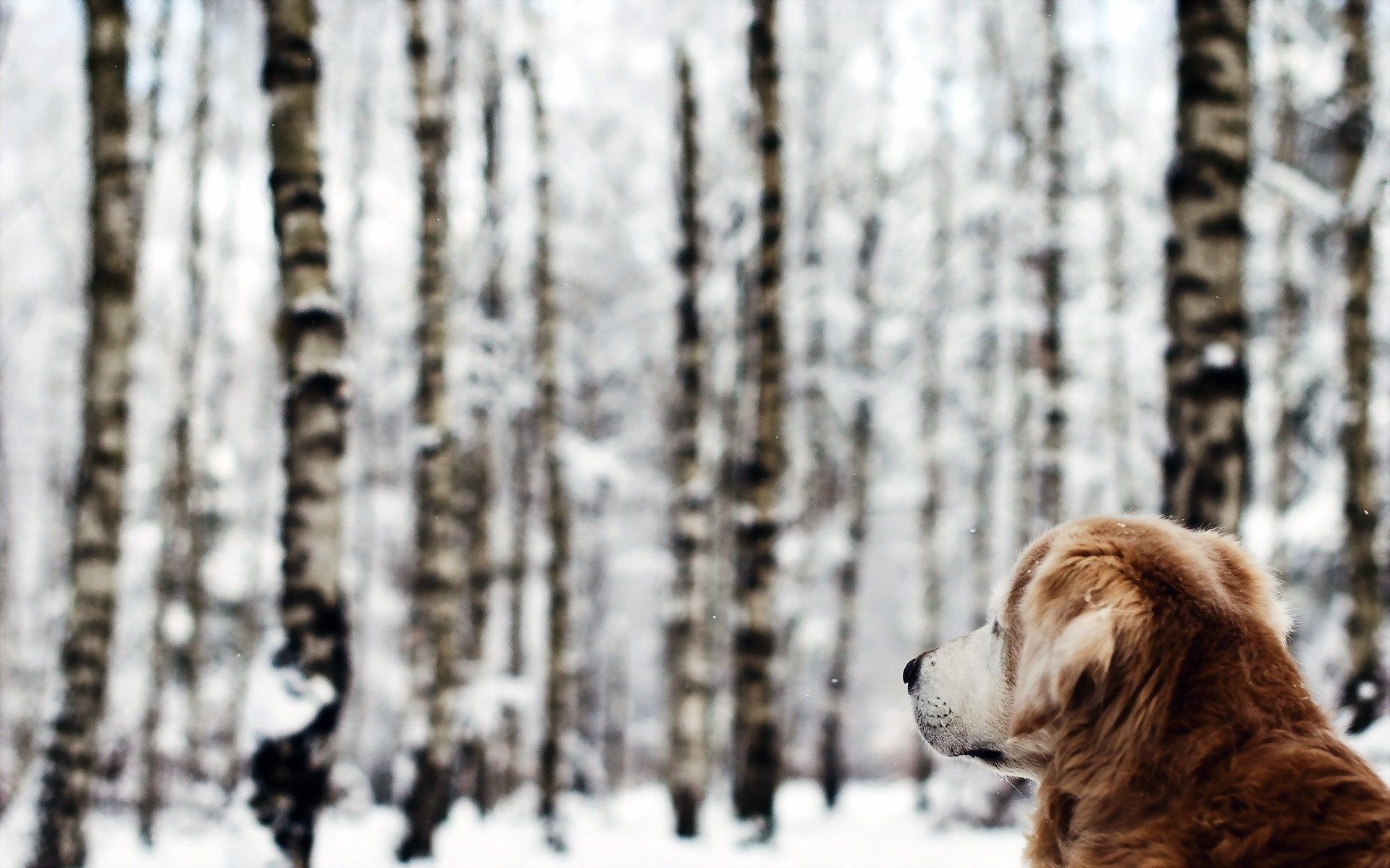 HD wallpaper, Winter, Snowflakes, Dog, Forest