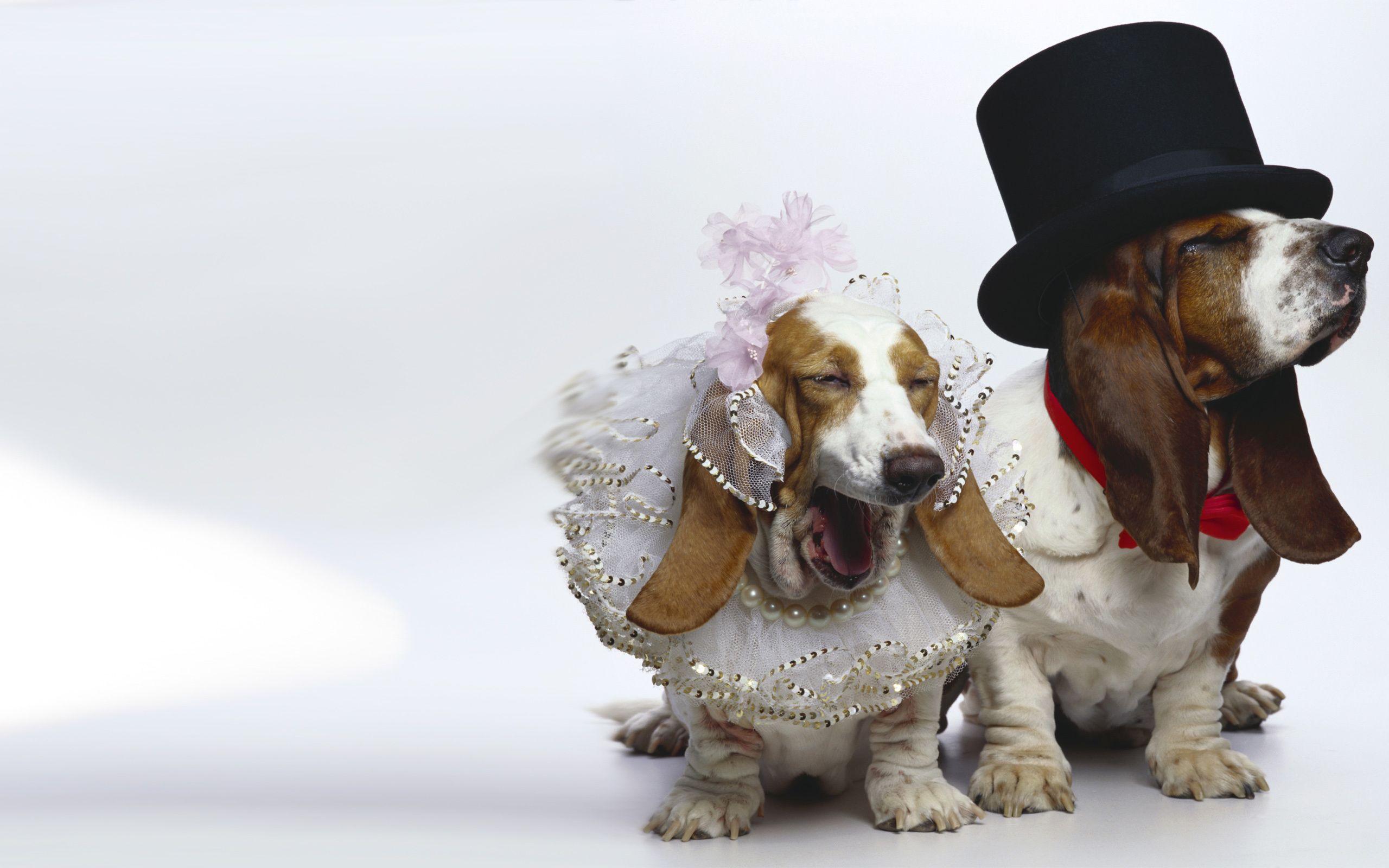 HD wallpaper, Dogs, Married, Just
