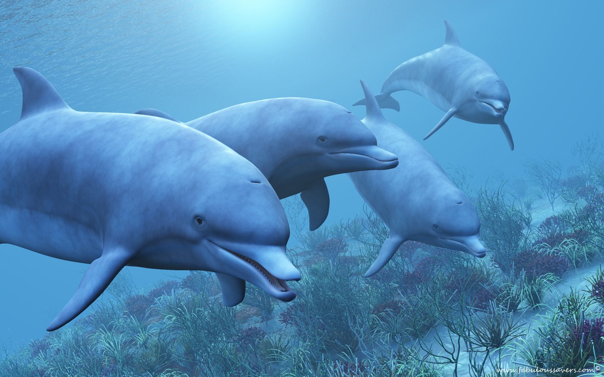 HD wallpaper, Dolphins, Under, Sea, The