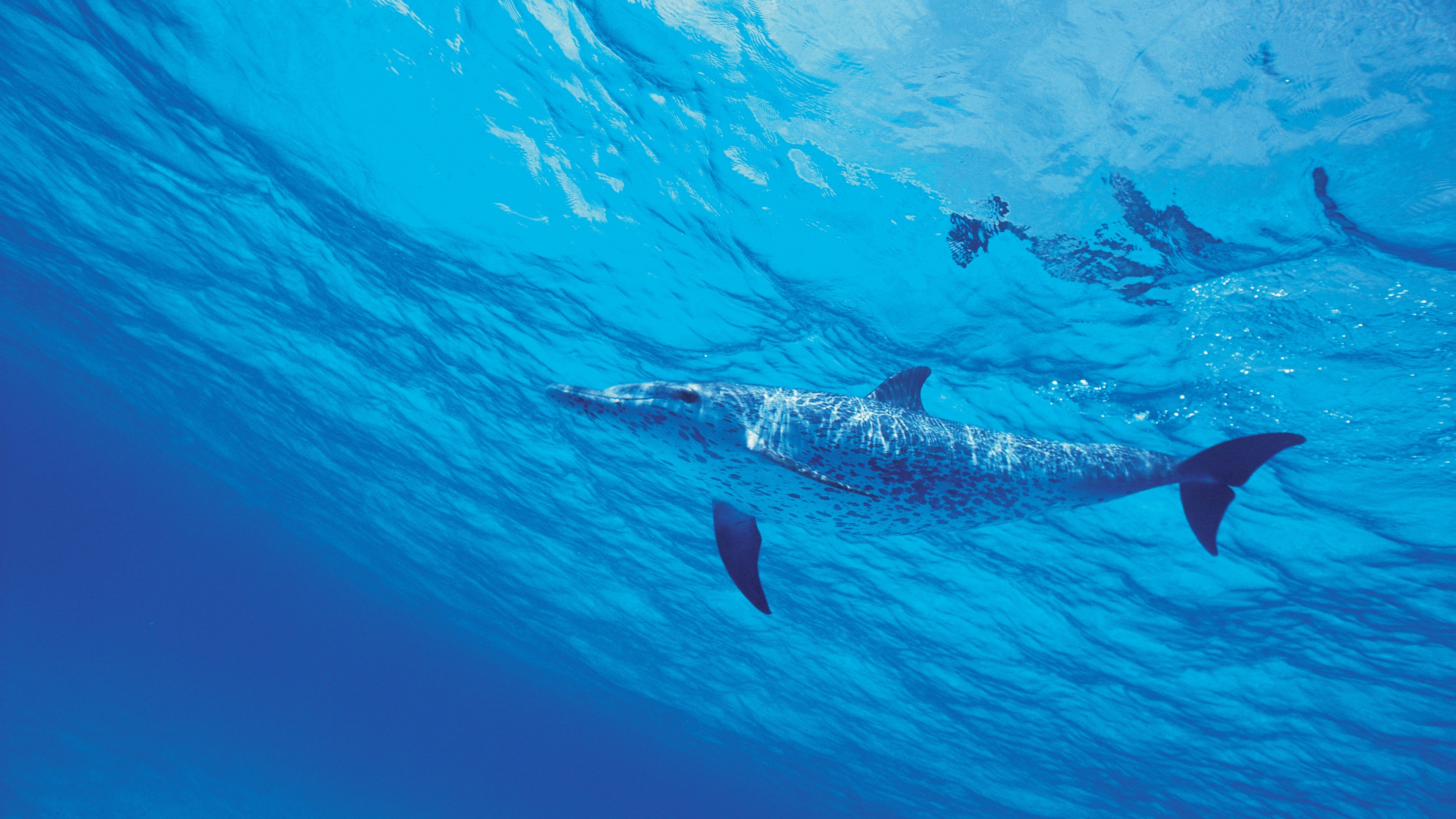 HD wallpaper, Under The Sea, Aqua Blue, Dolphins, Underwater