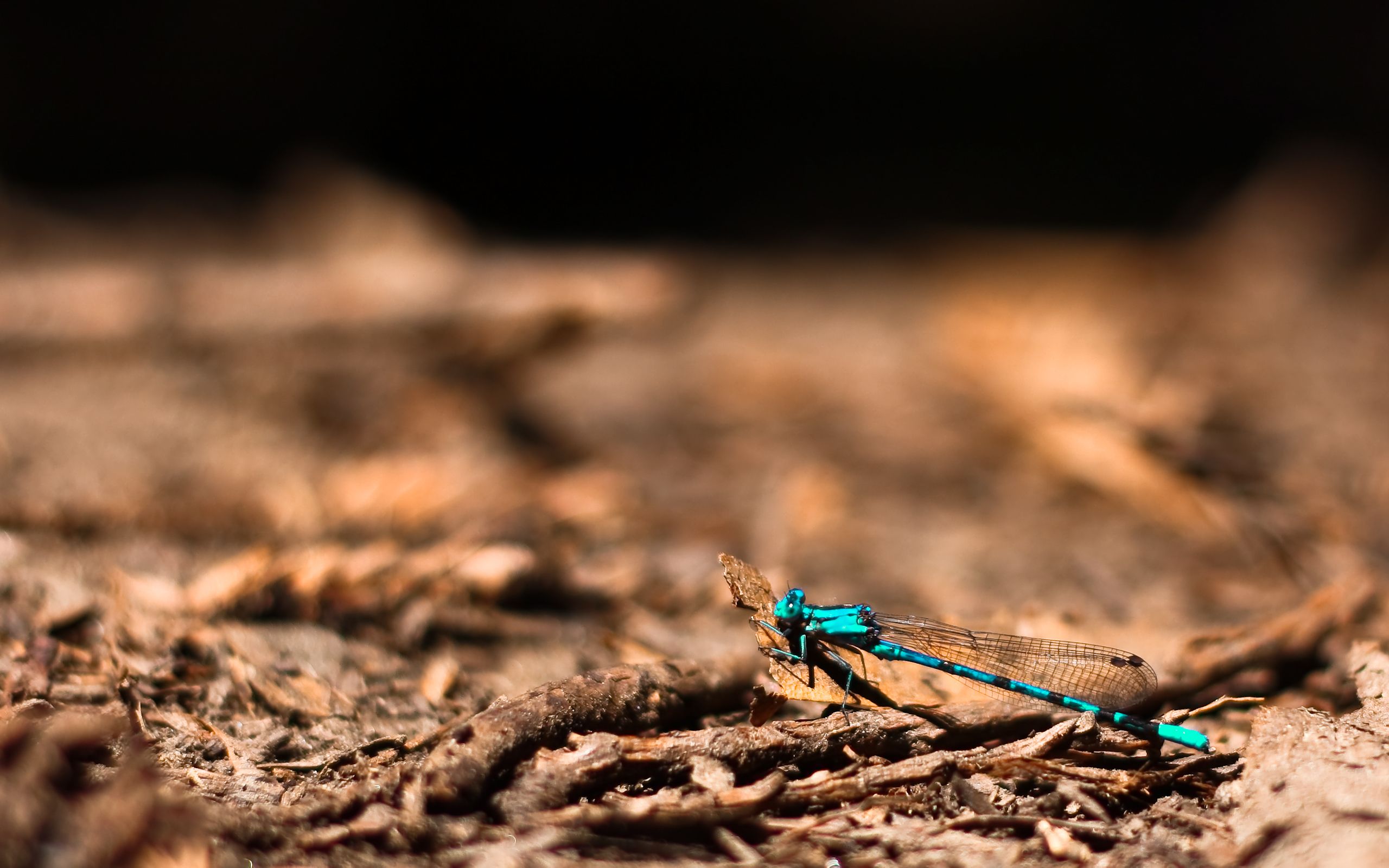 HD wallpaper, Dragonfly, Background