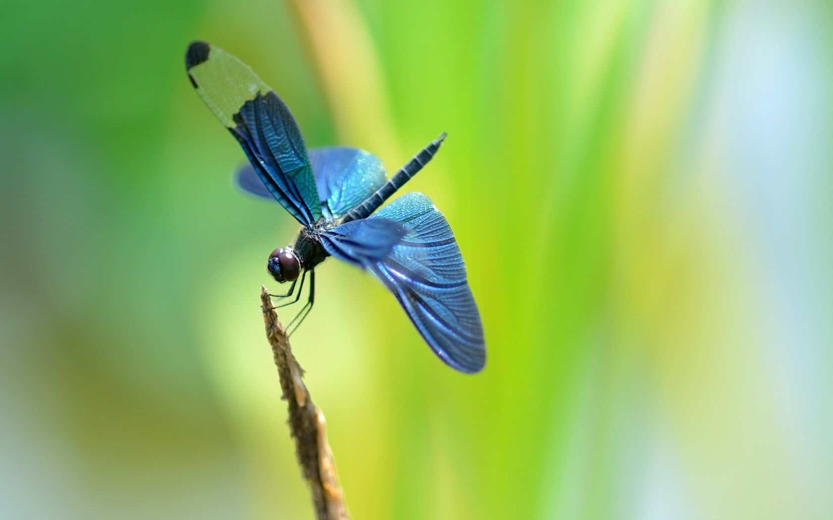 HD wallpaper, Blue, Dragonfly