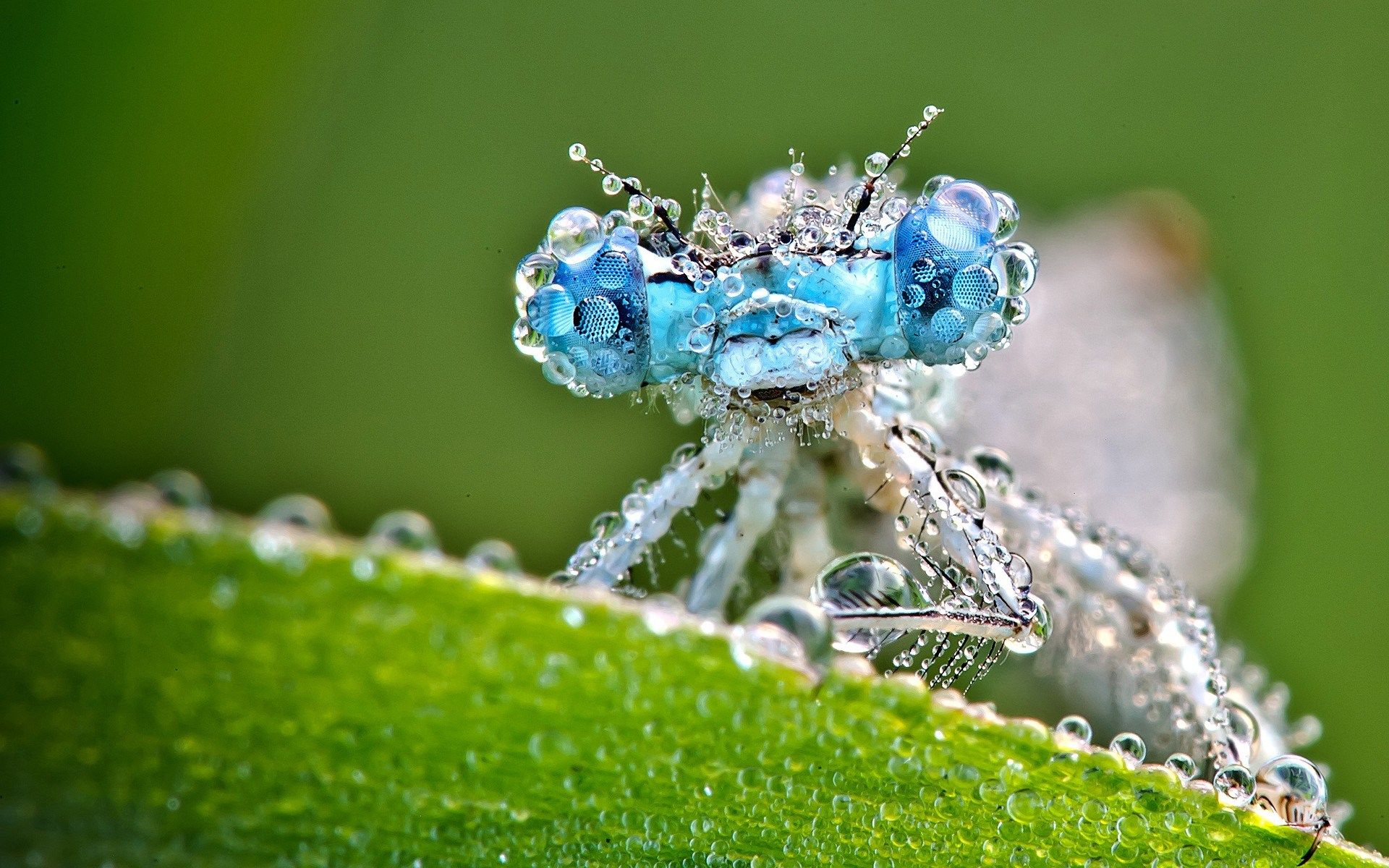 HD wallpaper, Dew, Dragonfly, Insect, Drops