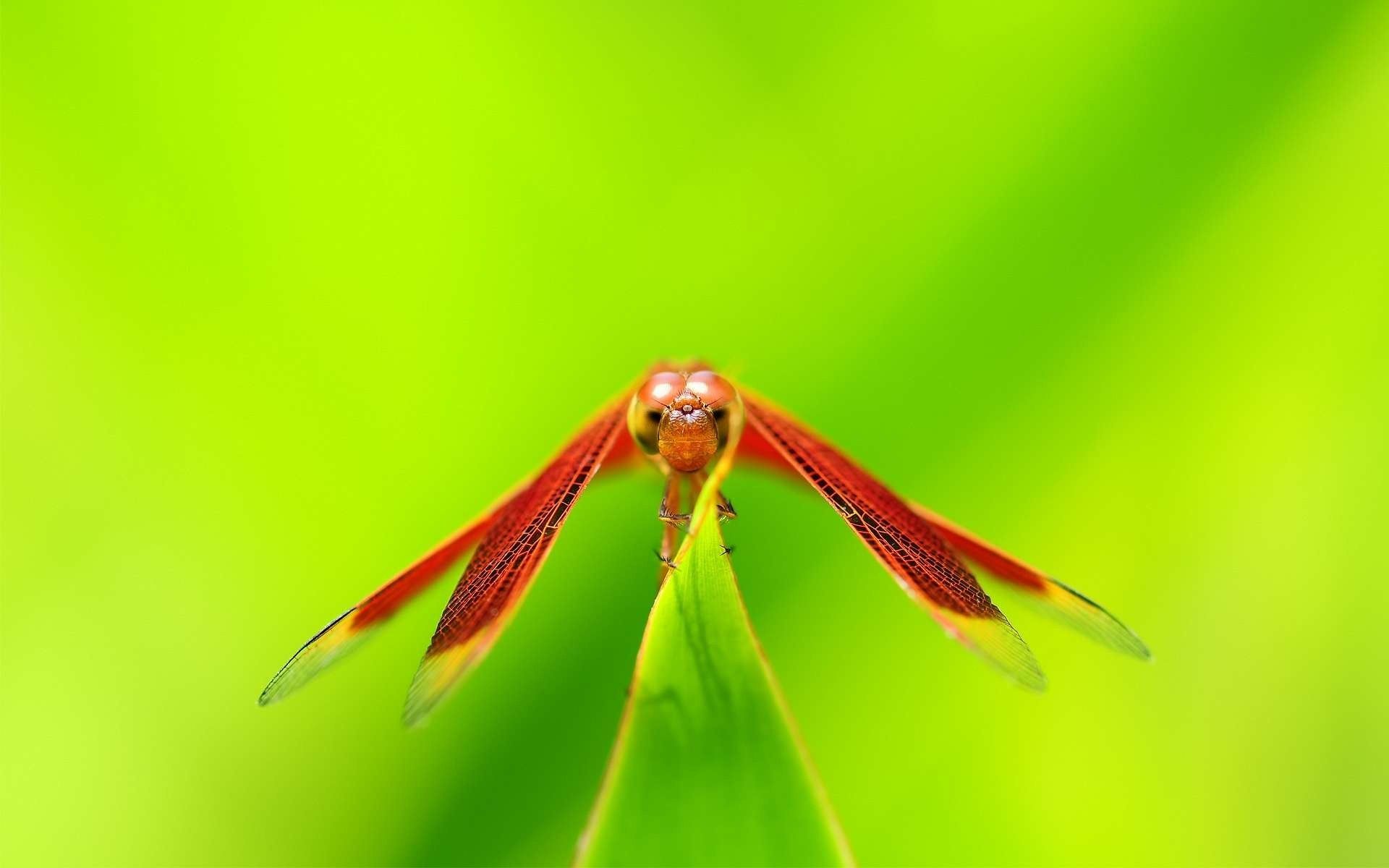 HD wallpaper, Insect, Dragonfly