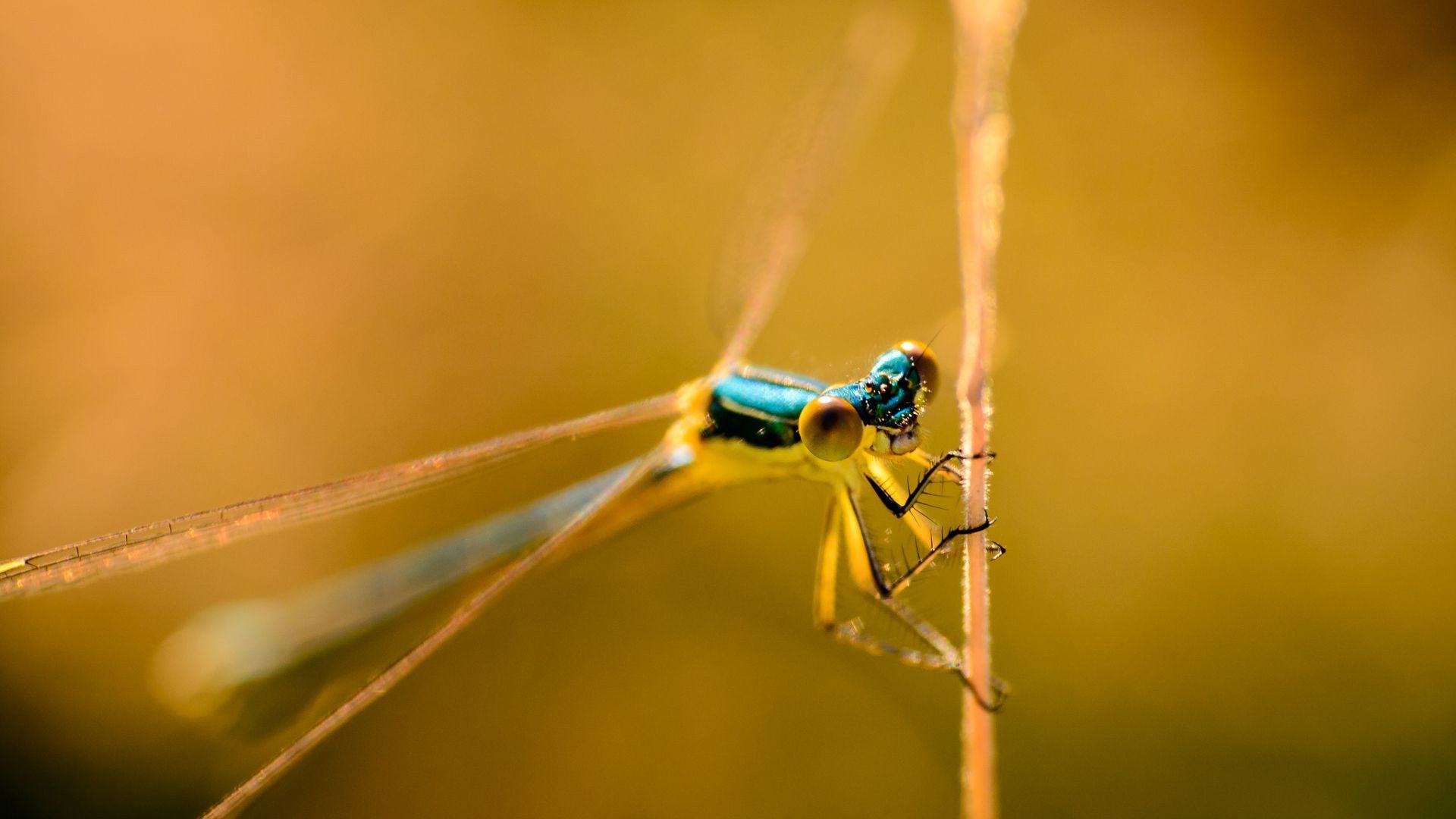 HD wallpaper, Photography, Dragonfly