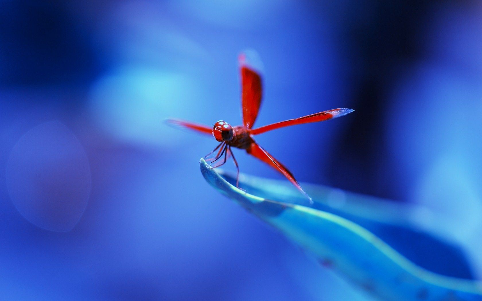 HD wallpaper, Pictures, Dragonfly