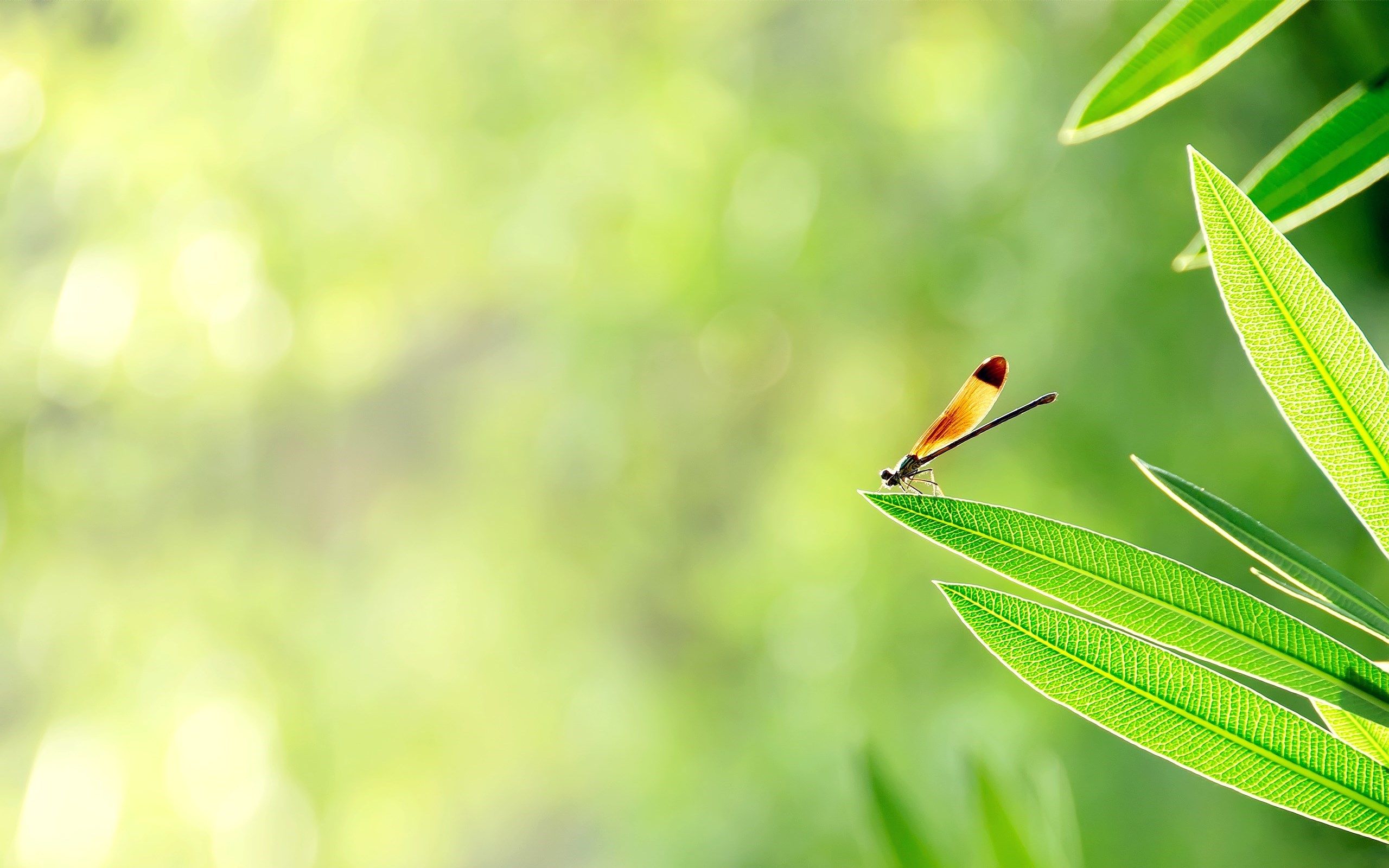 HD wallpaper, Plants, Dragonfly, Nature