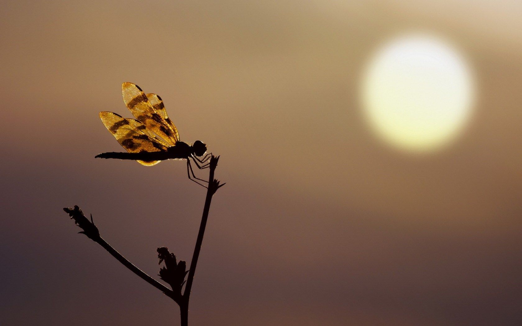 HD wallpaper, Sunset, Dragonfly, Silhouette