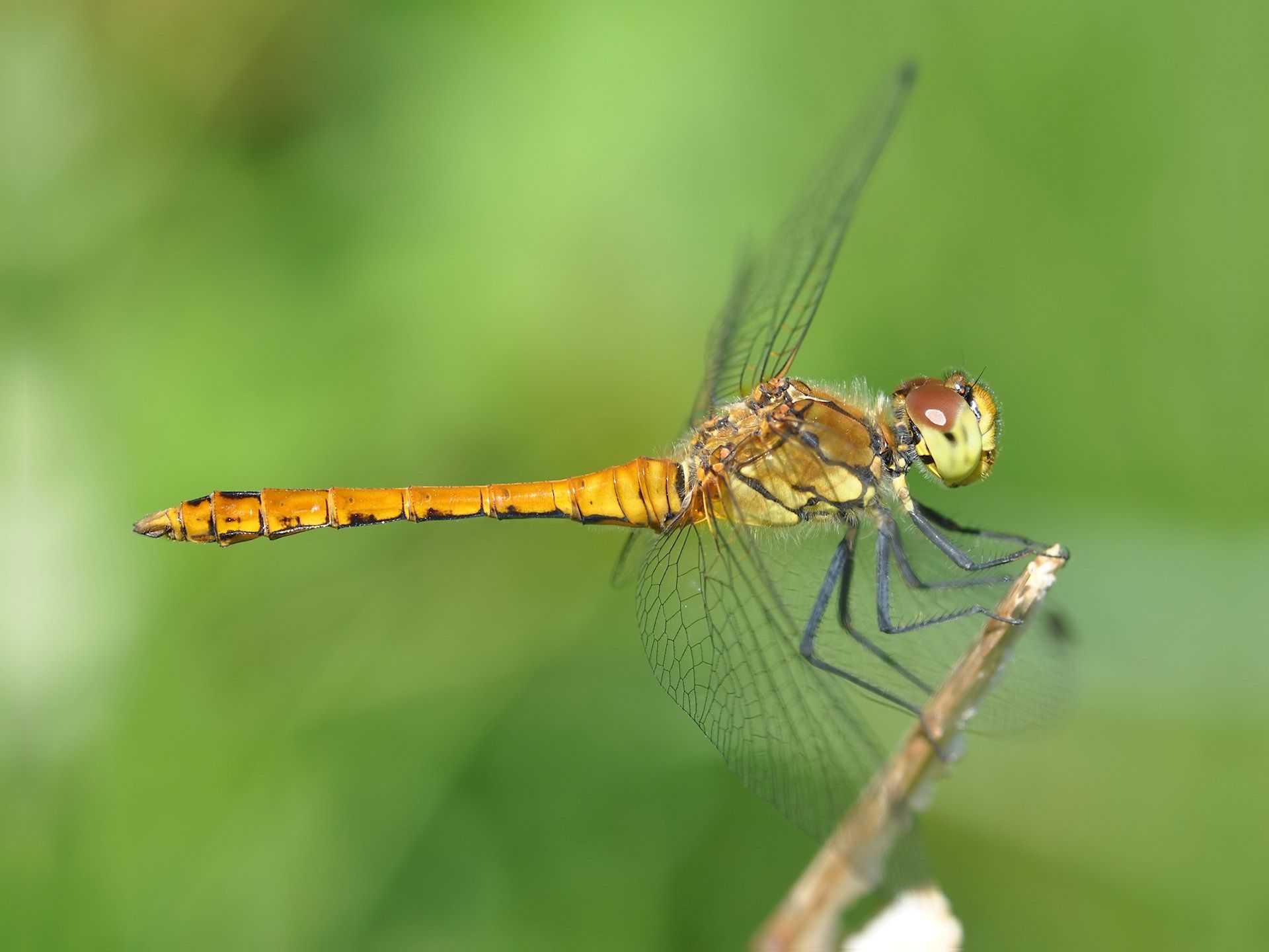 HD wallpaper, Dragonfly, Wallpapers