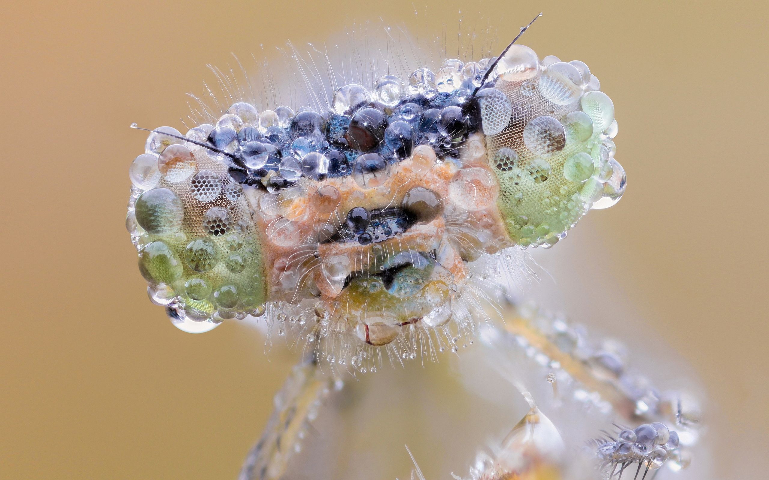 HD wallpaper, Drenched, Dragonfly