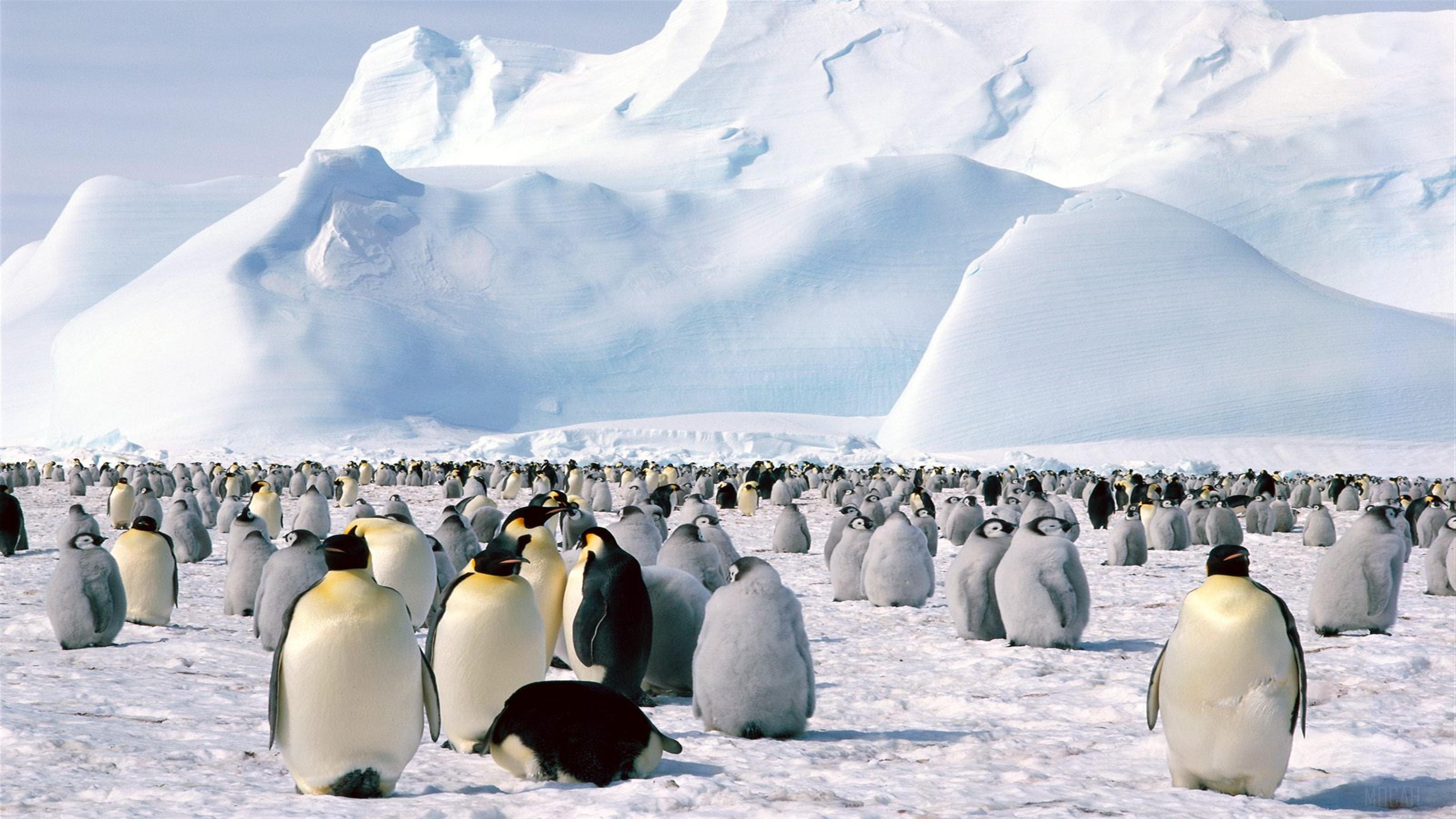 HD wallpaper, Emperor Penguins Antarctica 4K