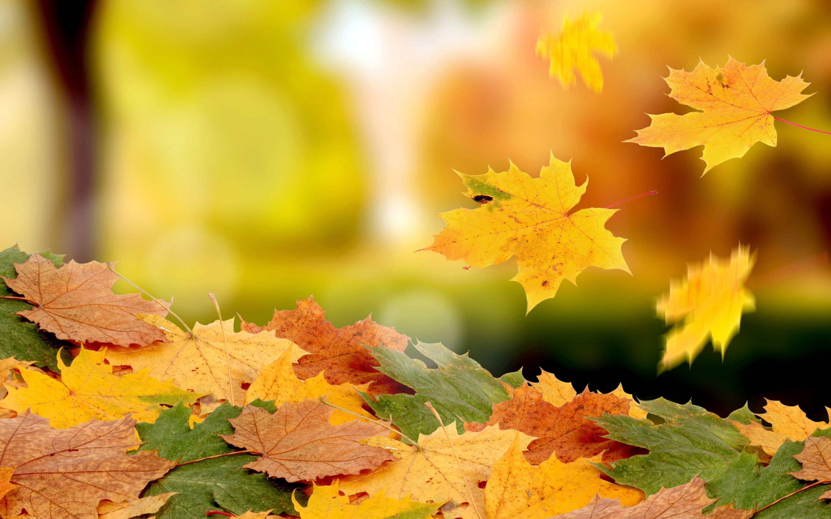 HD wallpaper, Fall, Falling, Leaves
