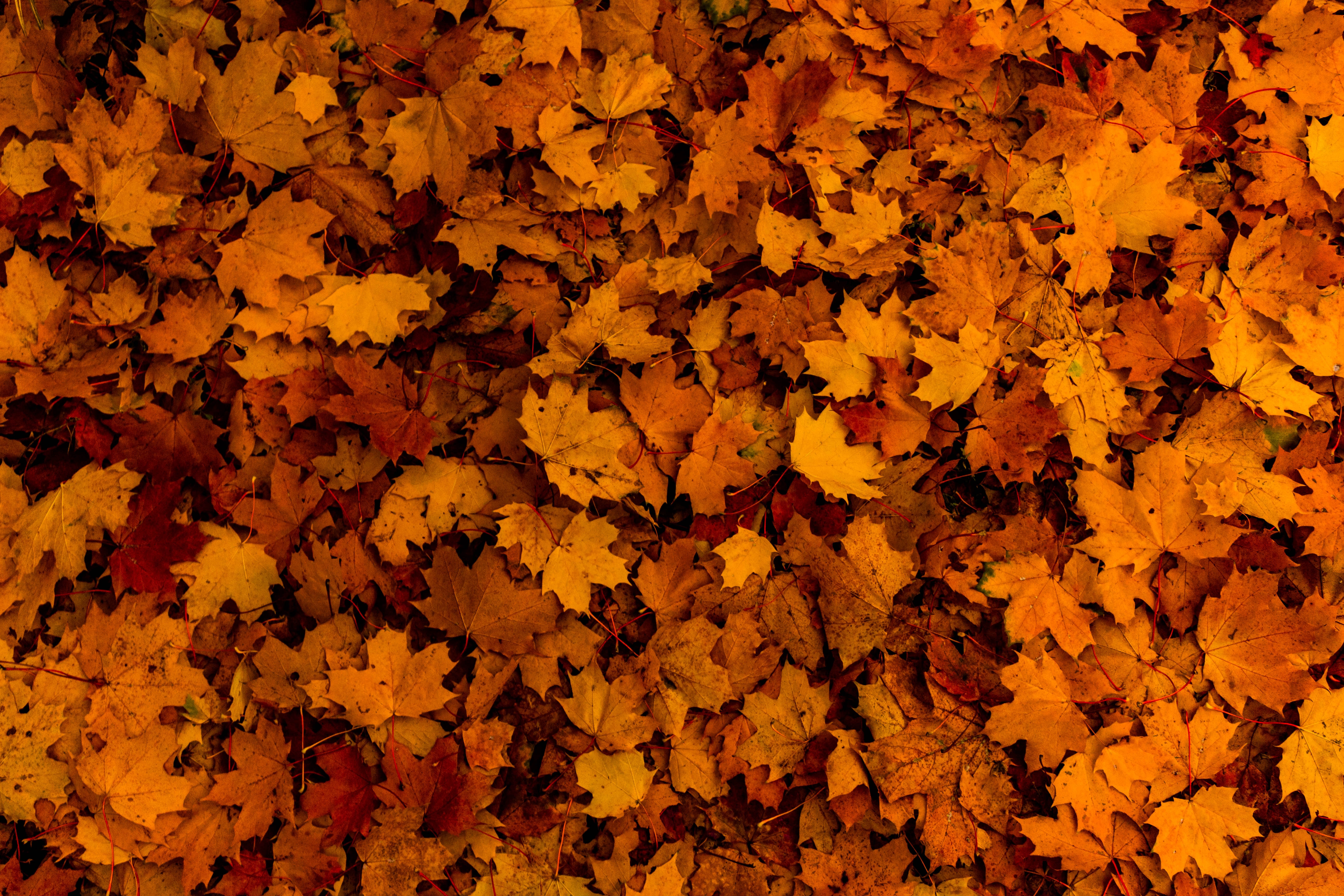 HD wallpaper, Foliage, Maple Leaves, Fallen Leaves, 5K, Texture, Autumn, Seasons