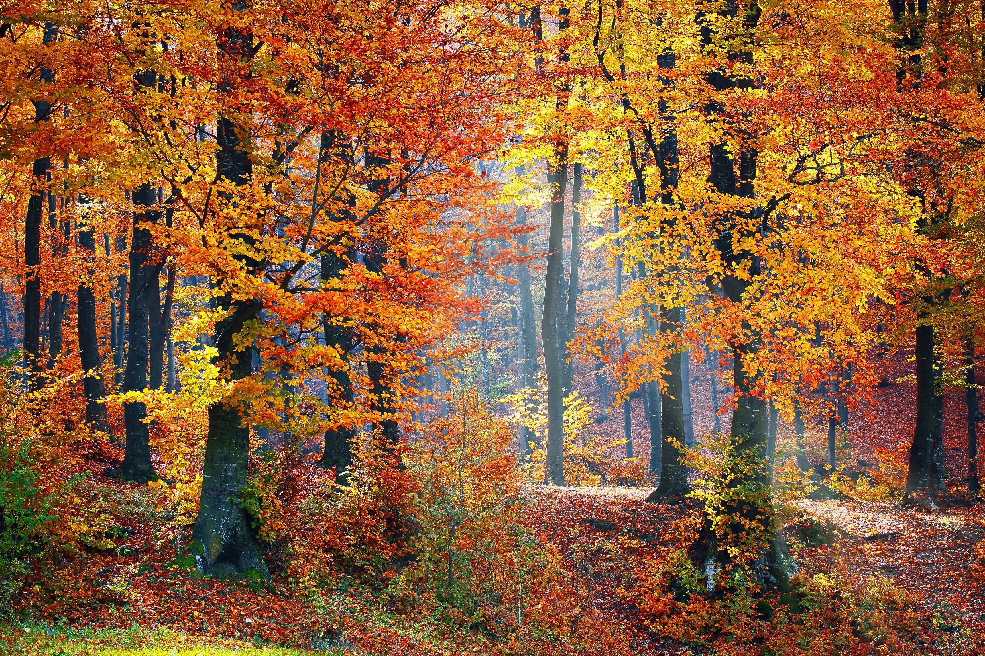 HD wallpaper, Seasons, Scenery, Fallen Leaves, Forest, Woods, Landscape, Autumn Trees