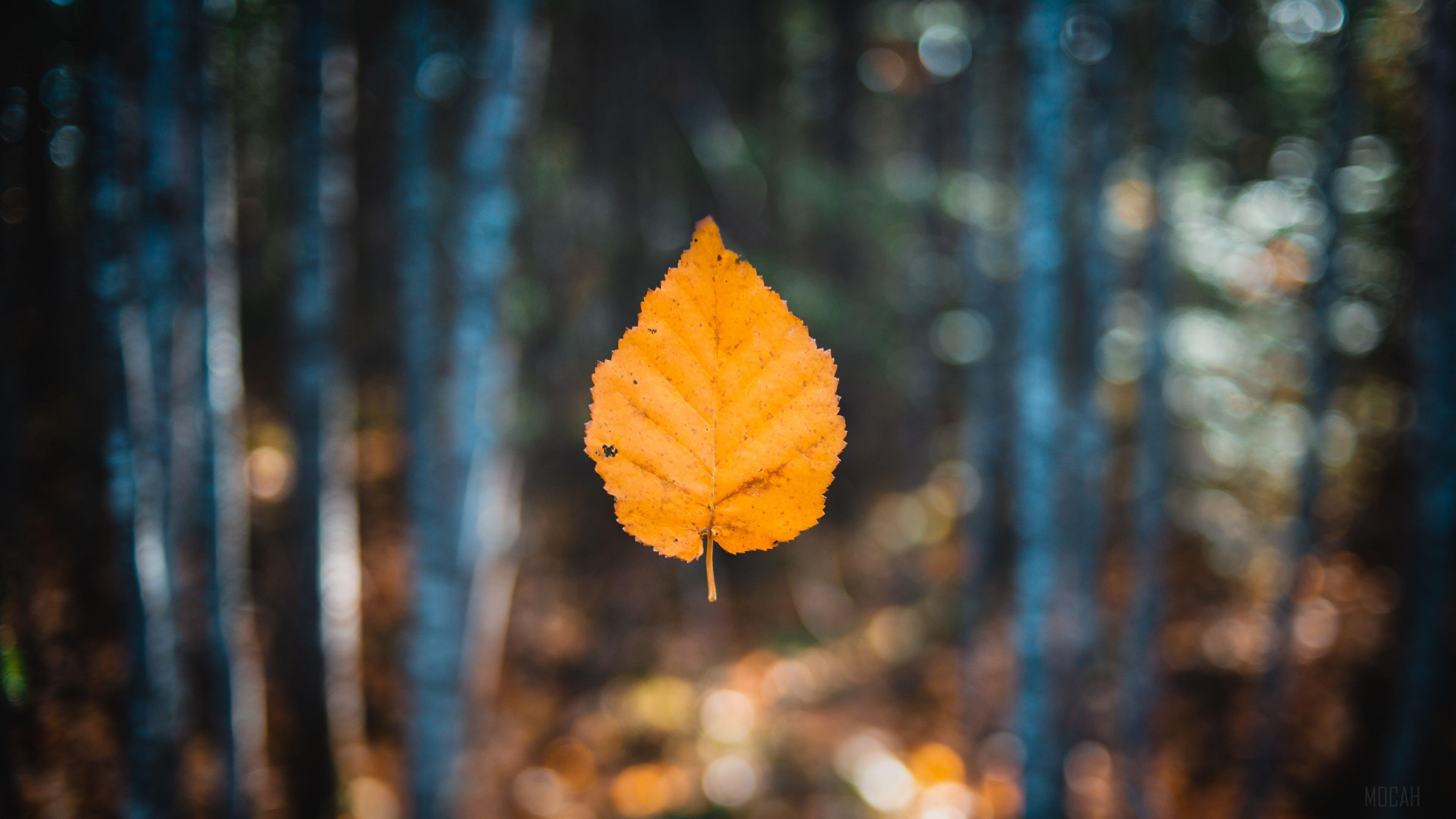 HD wallpaper, Falling Autumn Leaf 4K