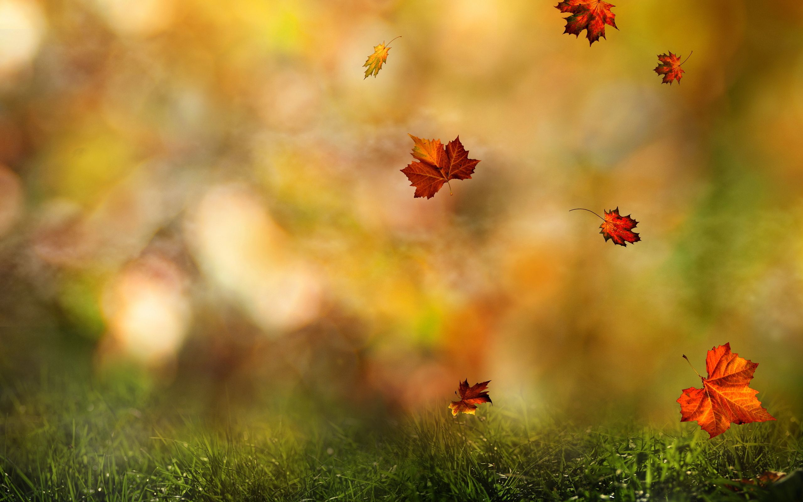 HD wallpaper, Falling, Leaves