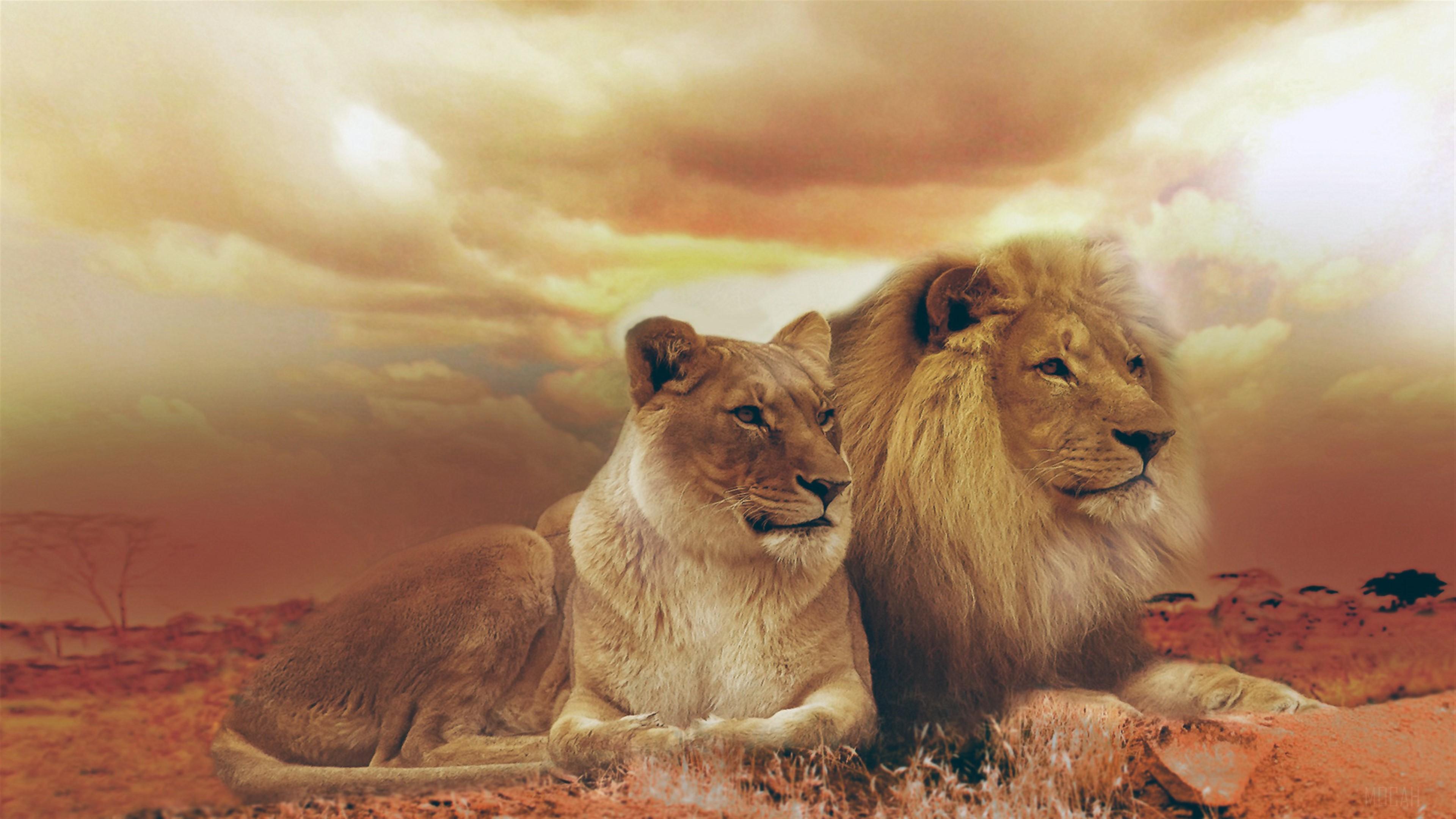 HD wallpaper, Femle Male Lions 4K